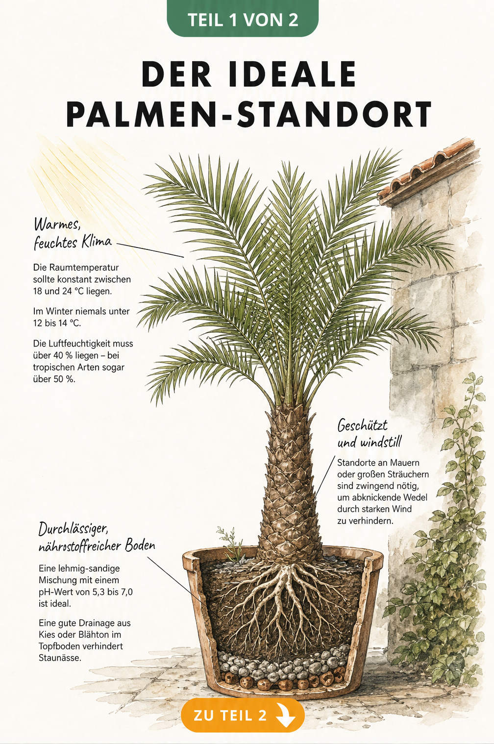 Botanische Illustration einer Palme mit Hinweisen zu Temperatur, Licht, Windschutz und Substrat