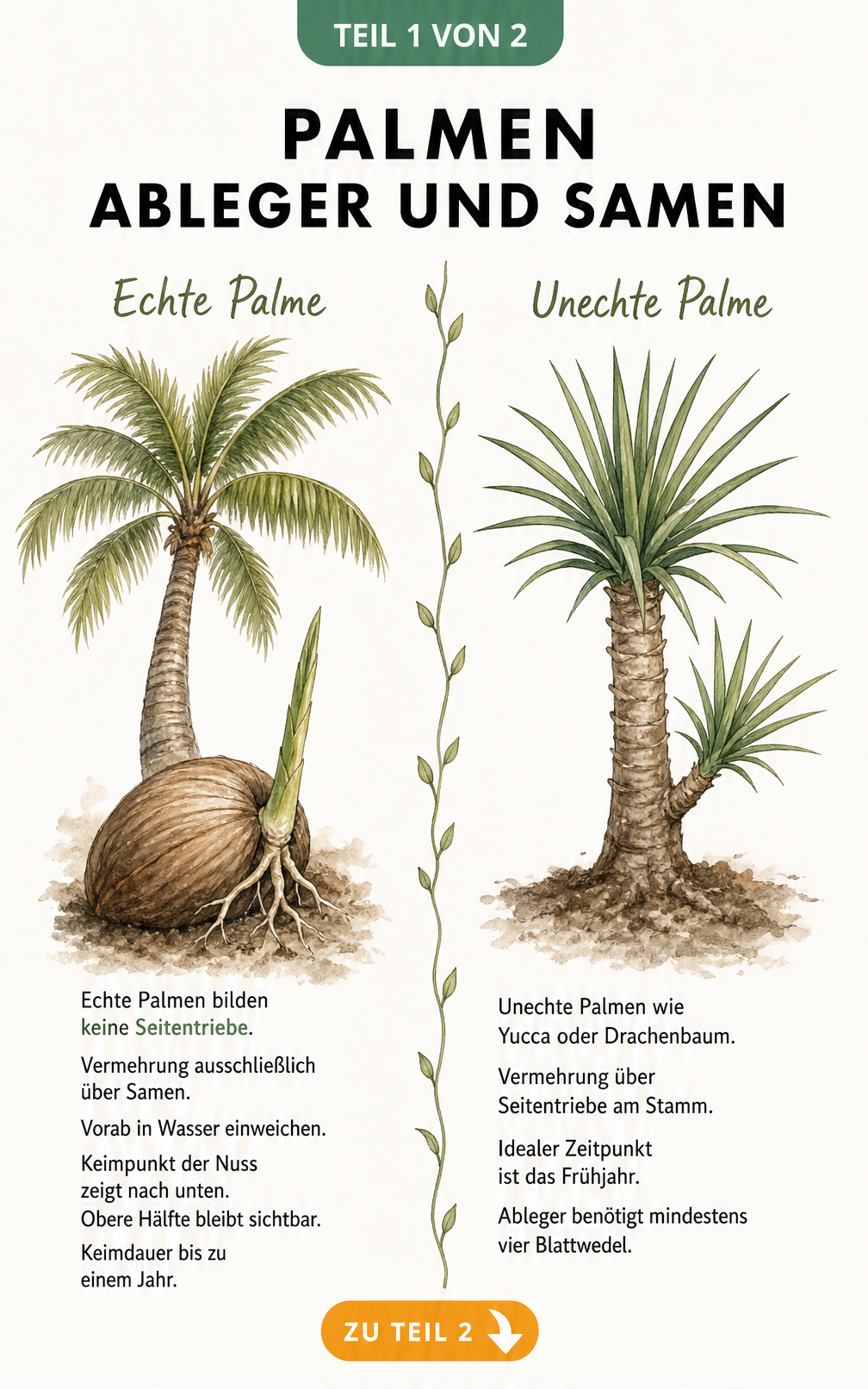 Illustration einer Kokospalme mit Samen und einer Yucca-Palme mit Ableger zur Gegenüberstellung der Vermehrung