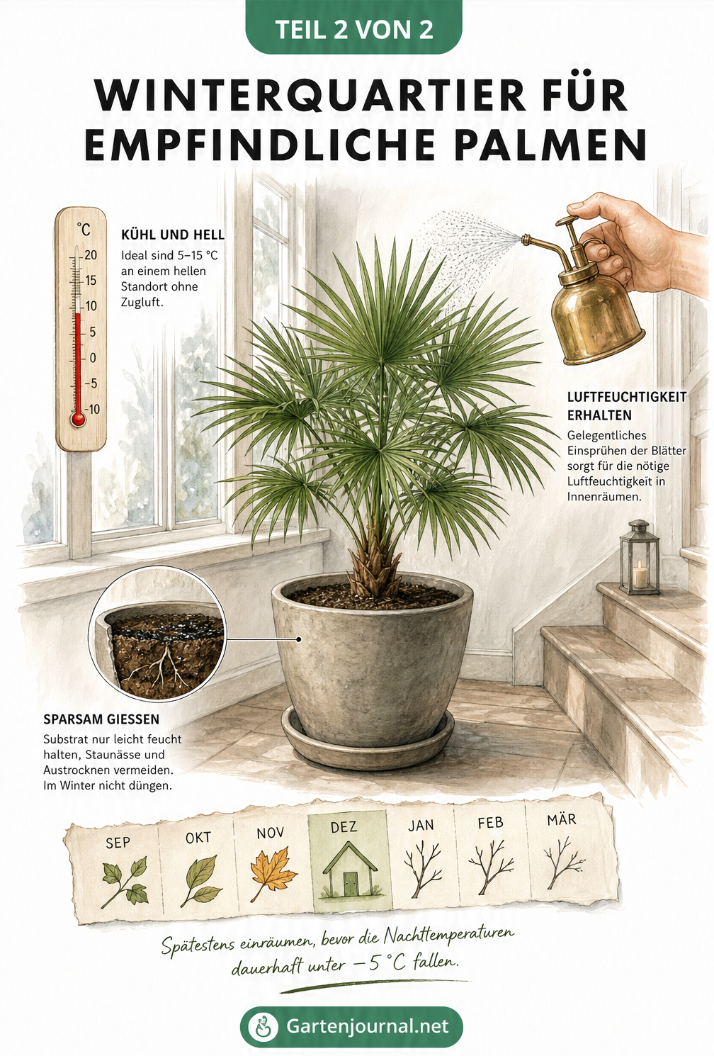 Illustration einer Kübelpalme im hellen Winterquartier mit Thermometer und Sprühflasche