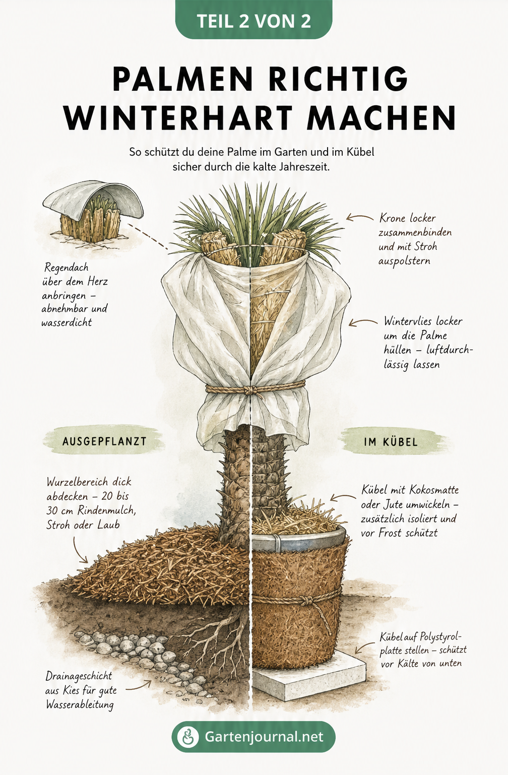 Schnittzeichnung einer Palme mit Winterschutz für Krone, Wurzelbereich im Freiland und im Kübel