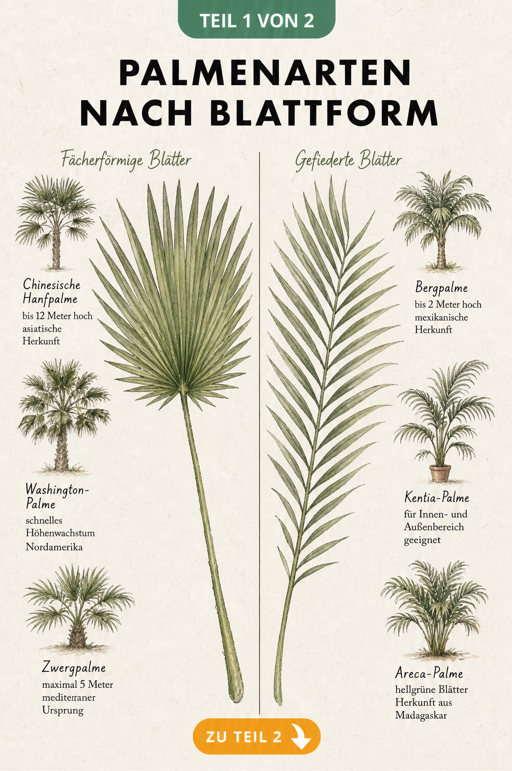 Zeichnung verschiedener Palmenarten nach Blattform, unterteilt in Fächerpalmen wie die Chinesische Hanfpalme und Fiederpalmen wie die Bergpalme