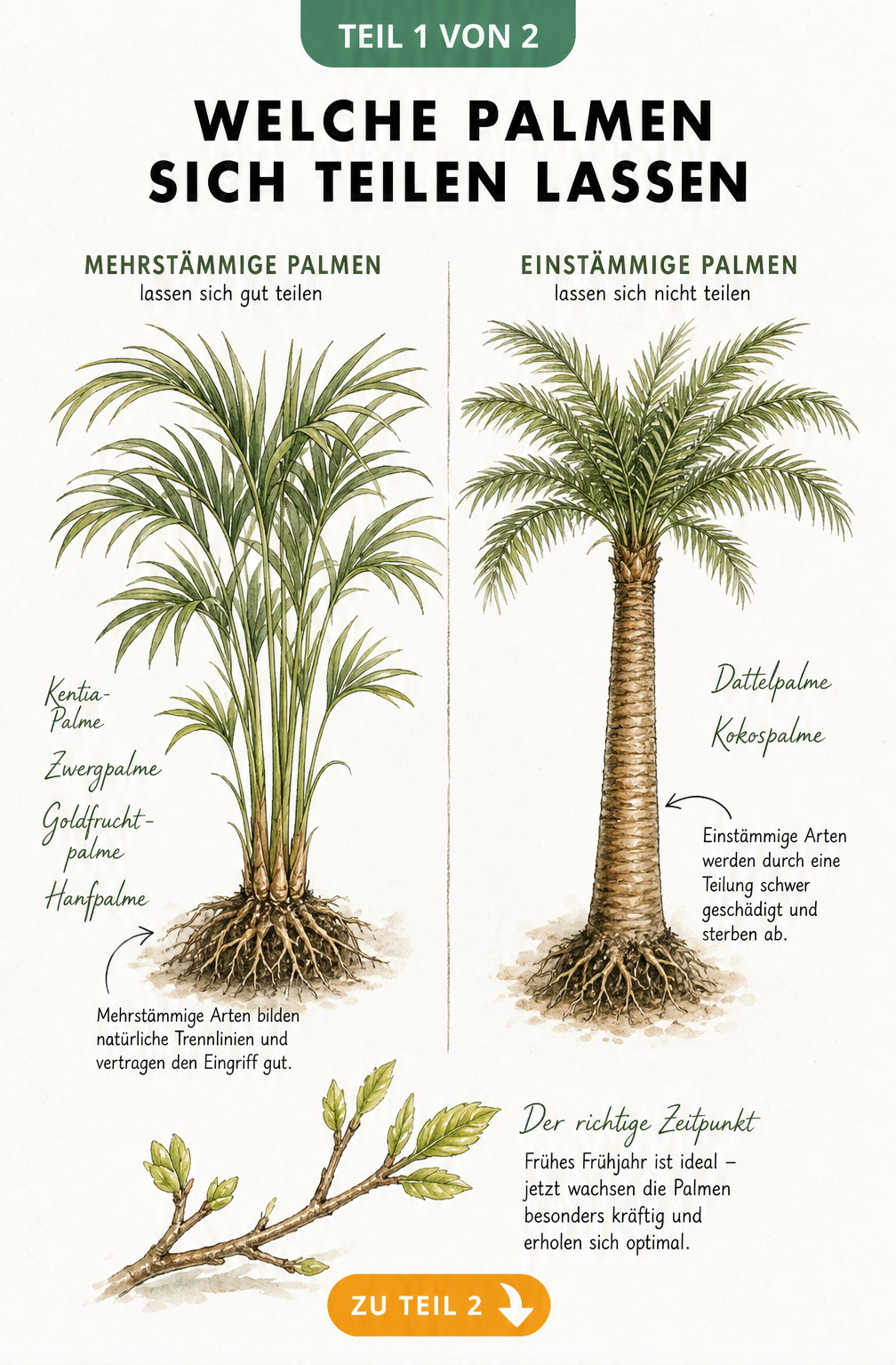 Illustration von mehrstämmigen und einstämmigen Palmen zur Veranschaulichung der Teilbarkeit