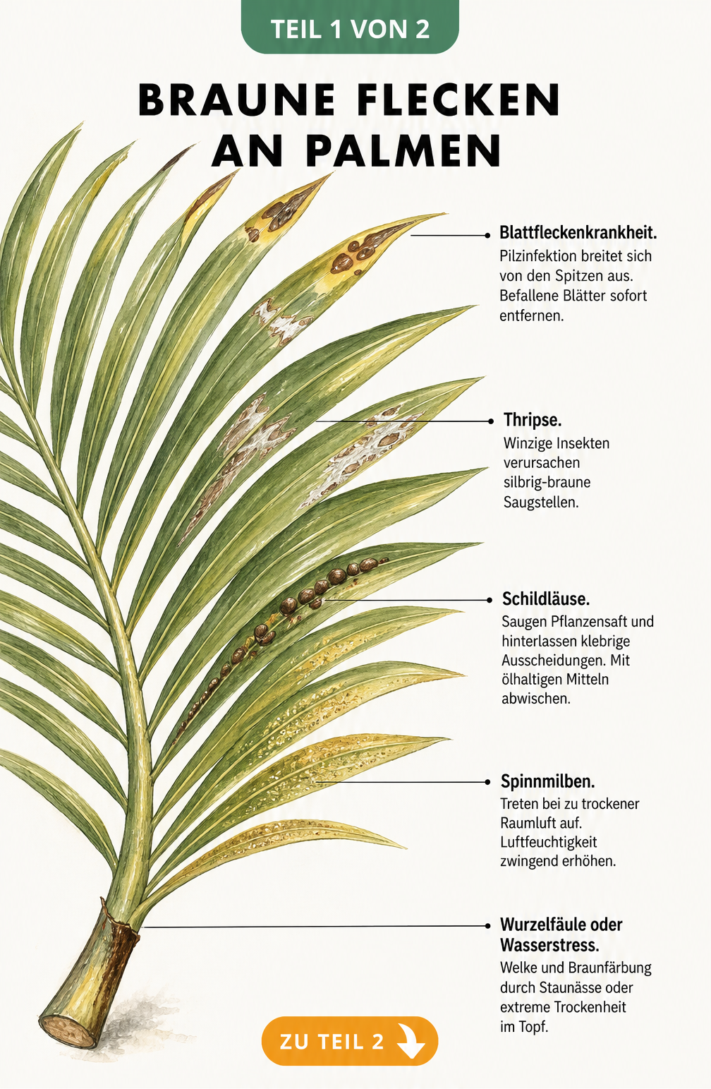 Illustration eines Palmenwedels mit verschiedenen Schadbildern wie braunen Flecken, Schildläusen und Spinnmilben