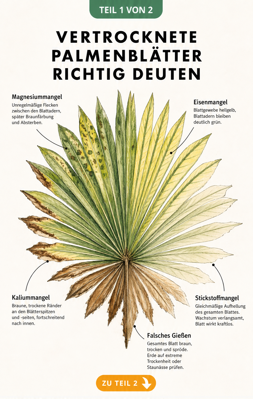 Botanische Illustration eines Palmenwedels, der verschiedene Verfärbungen durch Nährstoffmangel und falsches Gießen zeigt.