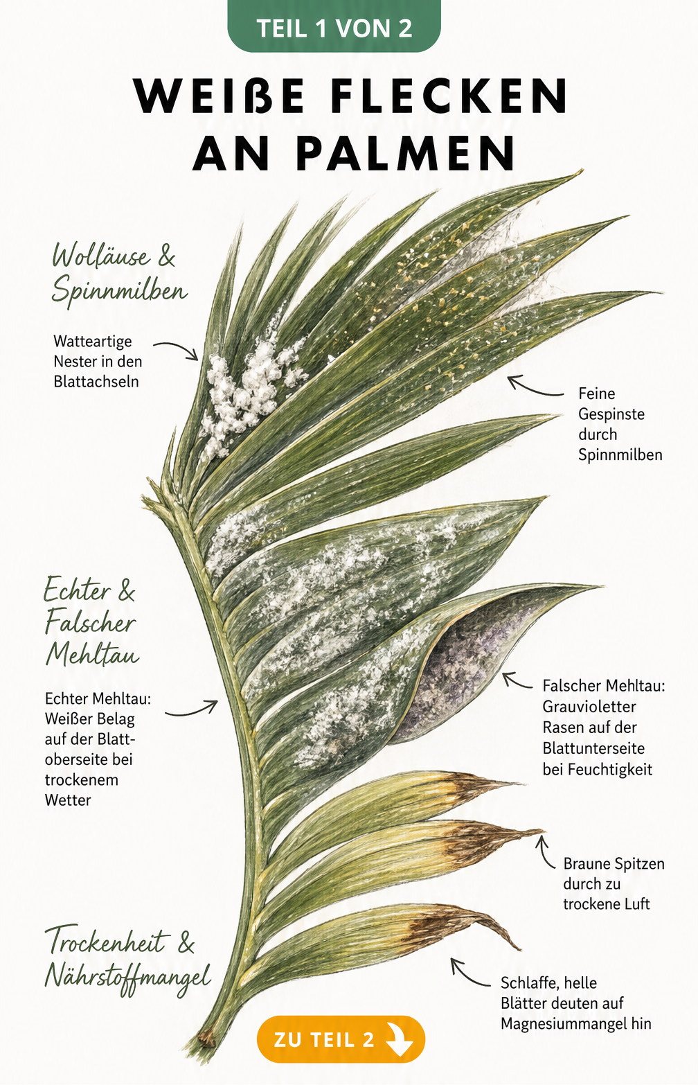 Botanische Illustration eines Palmenwedels, der Schadbilder von Wollläusen, Spinnmilben, Mehltau, Trockenheit und Nährstoffmangel zeigt.