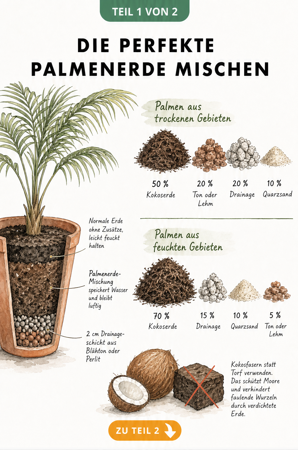 Botanische Illustration einer Palme im Terrakotta-Topf mit Schichten der Palmenerde und Rezepturen für trockene und feuchte Gebiete
