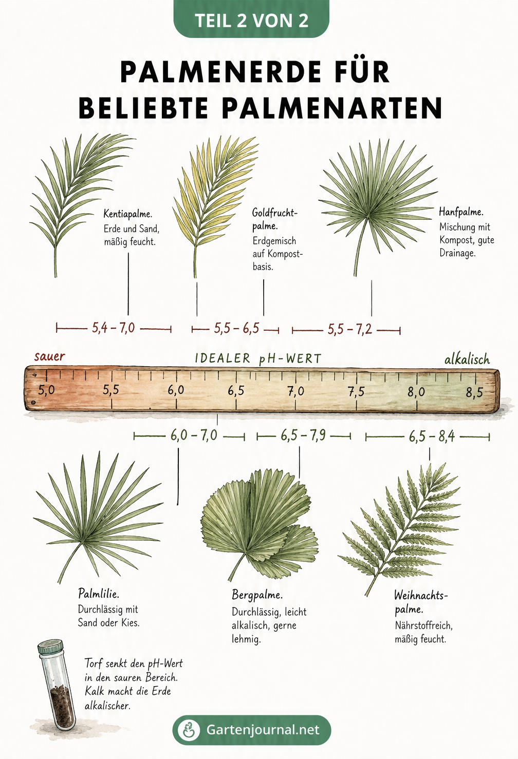 Botanische Lehrtafel mit Palmenblättern und einem Maßstab für den idealen pH-Wert verschiedener Palmenarten