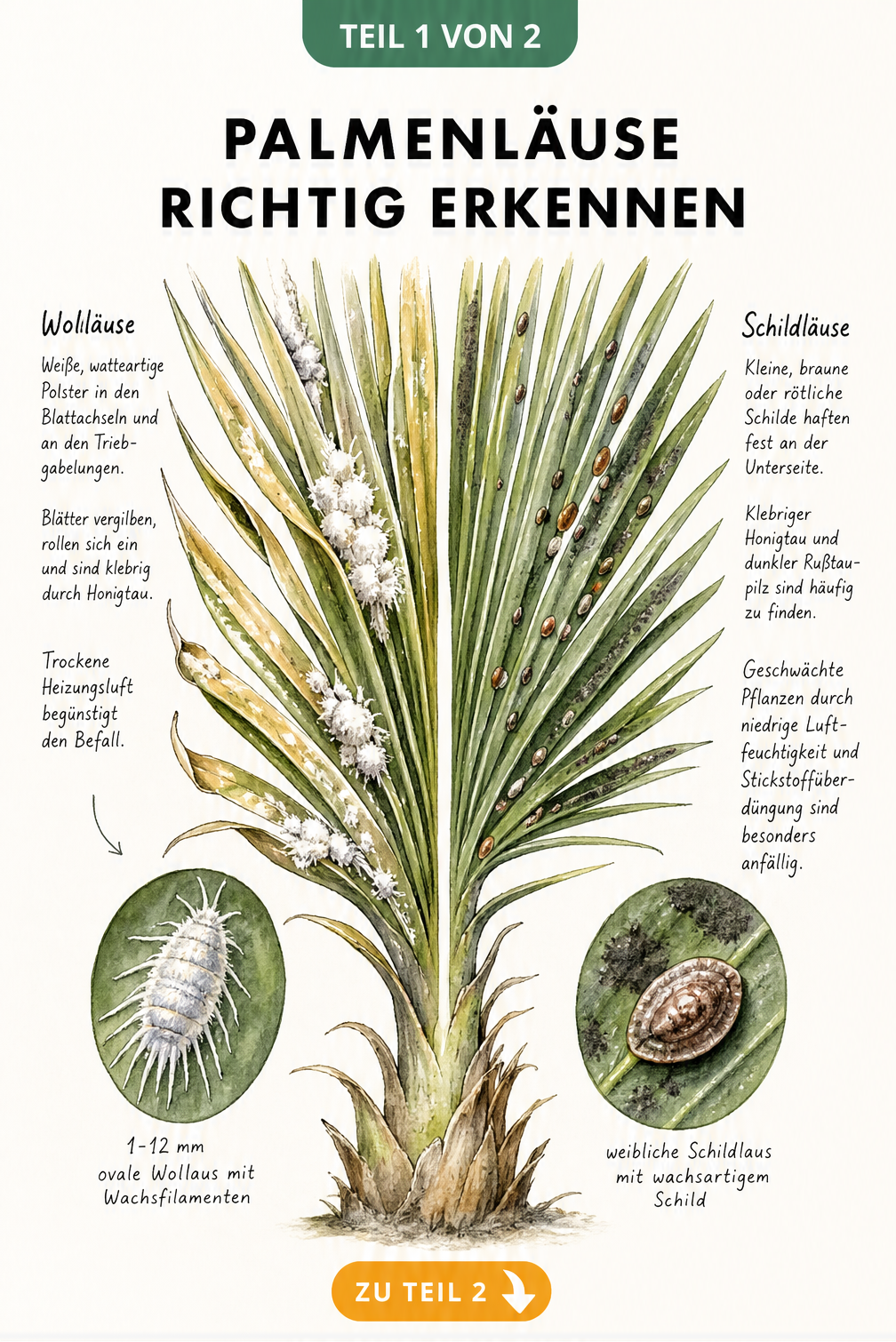 Botanische Illustration eines Palmwedels, der links von Wollläusen und rechts von Schildläusen befallen ist, mit Detailansichten der Schädlinge.