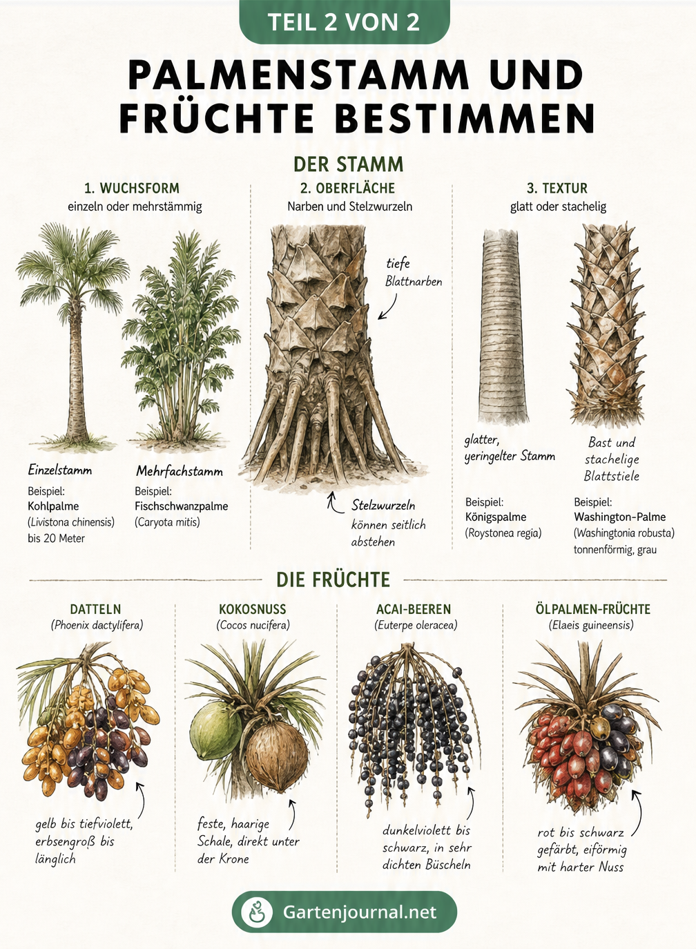 Zeichnung verschiedener Palmenstämme und Palmenfrüchte wie Datteln, Kokosnüsse und Acai-Beeren zur Artbestimmung.