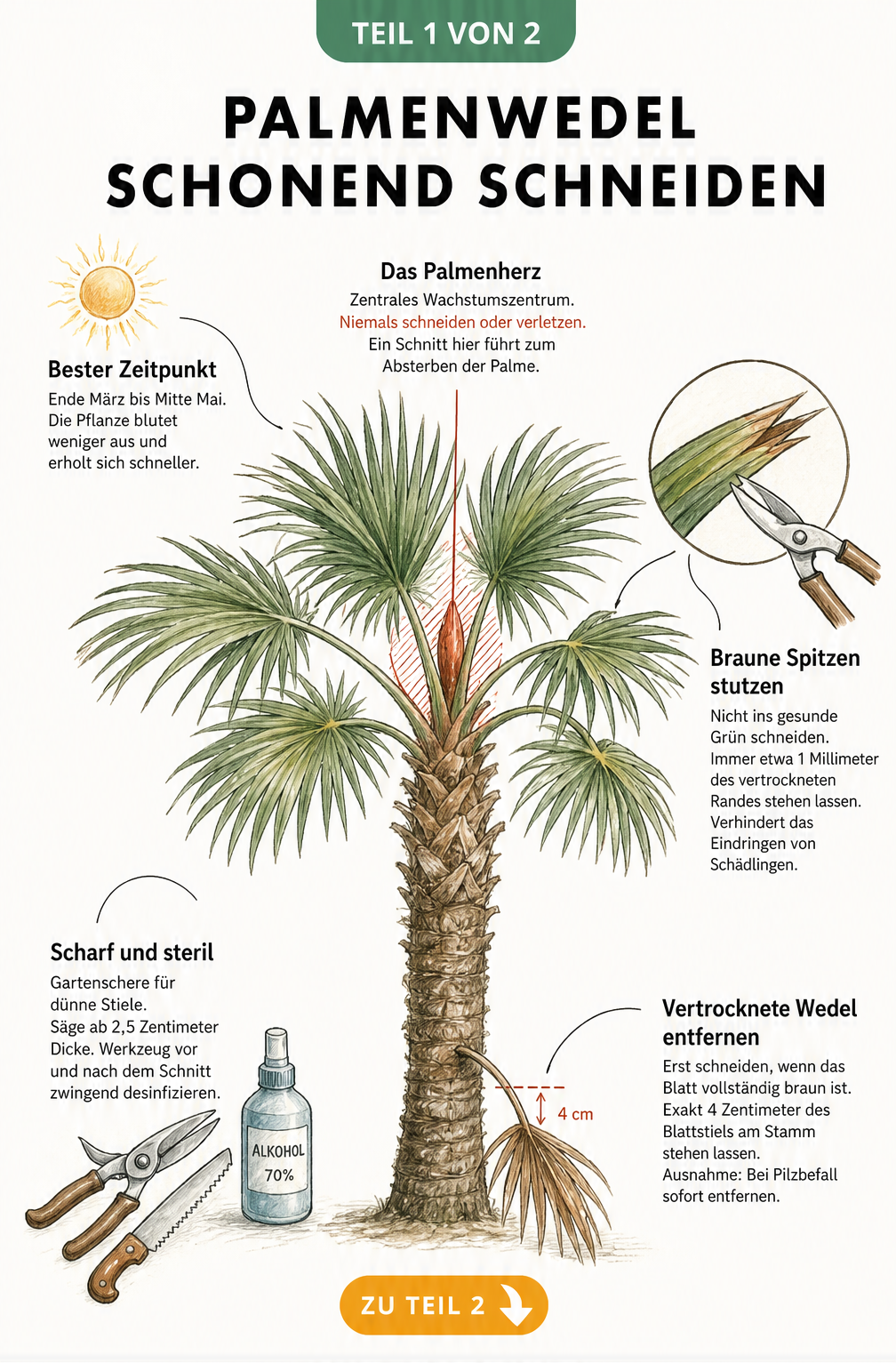 Illustration einer Palme mit Hinweisen zum schonenden Schneiden von Wedeln, braunen Spitzen und dem Palmenherz