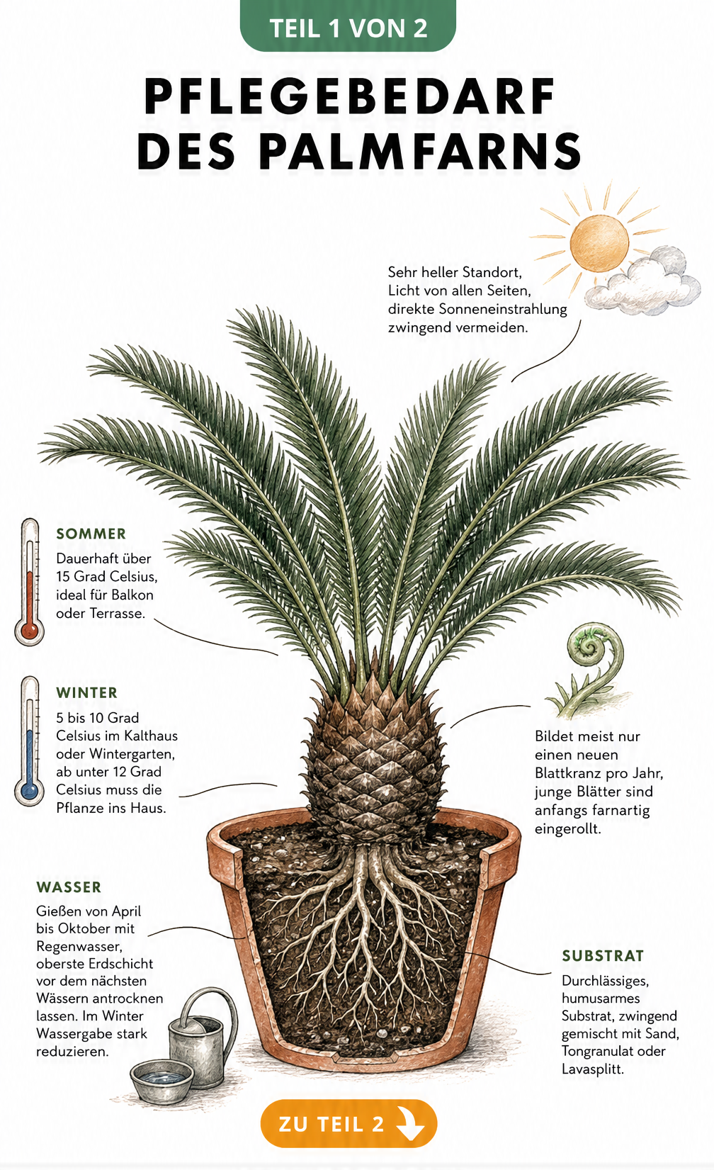 Botanische Illustration eines Palmfarns im Terrakotta-Topf mit Hinweisen zu Lichtbedarf, Temperatur, Wachstum und Gießen