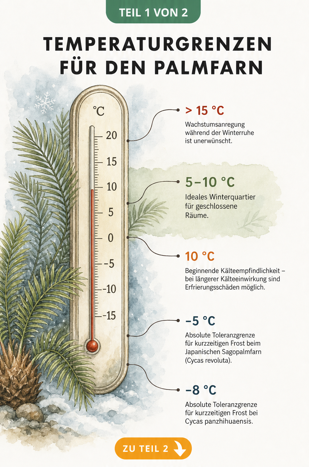 Handgezeichnetes Vintage-Thermometer zeigt Temperaturgrenzen für Palmfarne, von idealen 5 bis 10 Grad bis zur Frostgrenze bei minus 8 Grad.