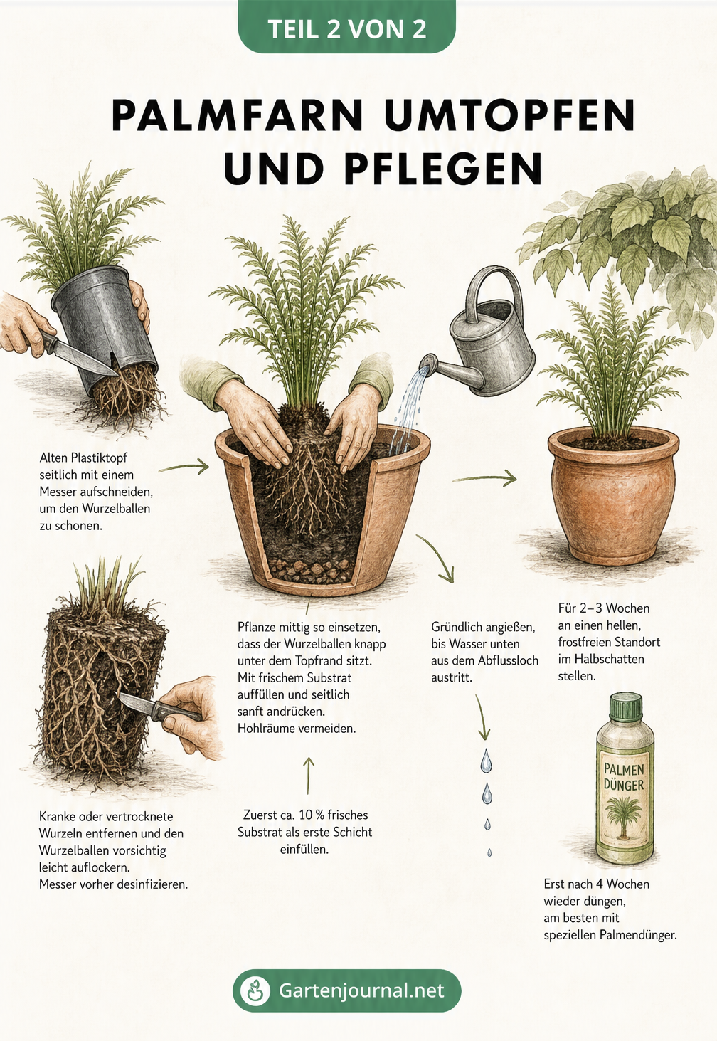 Handgezeichnete Anleitung zum Umtopfen eines Palmfarns: Wurzelballen lösen, einsetzen, angießen und pflegen