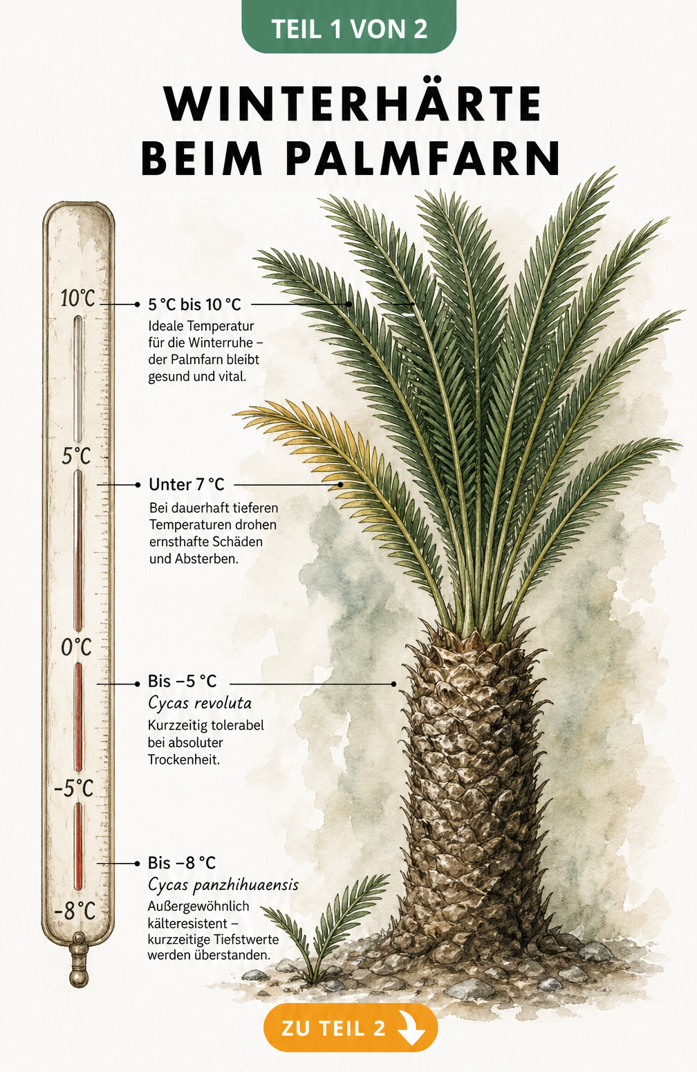 Botanische Illustration eines Palmfarns mit Temperaturskala zur Winterhärte