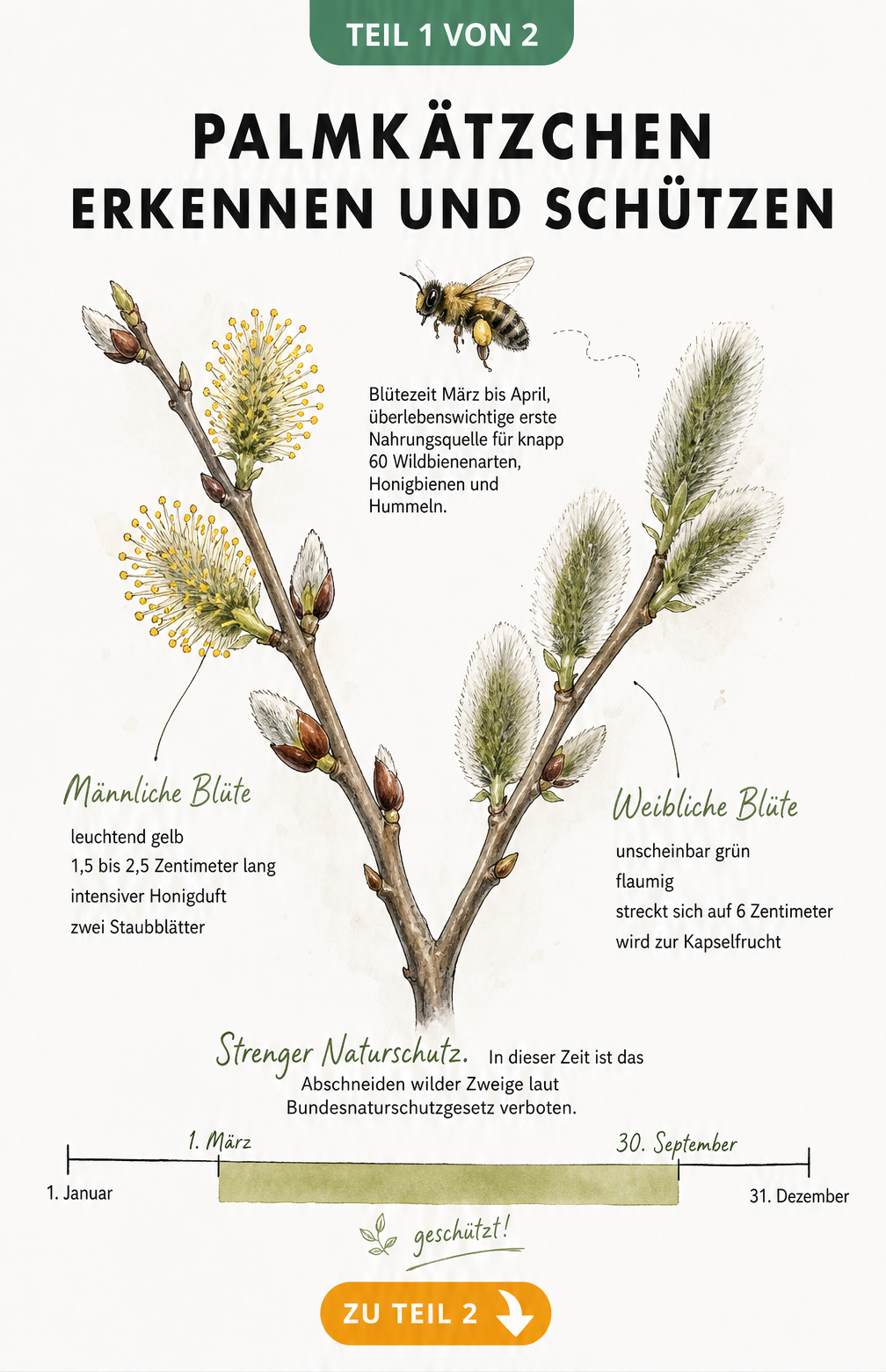 Illustration eines Palmkätzchen-Zweigs mit männlicher und weiblicher Blüte, einer Wildbiene und einem Zeitstrahl zum Naturschutz