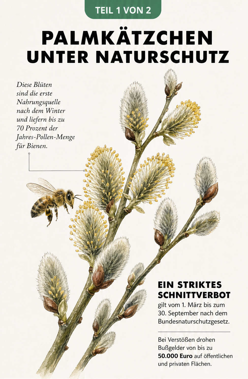 Botanische Illustration eines blühenden Palmkätzchenzweigs mit einer Wildbiene und Hinweisen zum Naturschutz