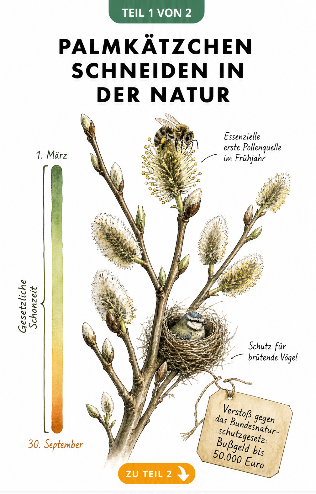 Botanische Zeichnung eines blühenden Salweiden-Zweigs mit Zeitstrahl zur gesetzlichen Schonzeit vom 1. März bis 30. September, Wildbiene und Vogelnest