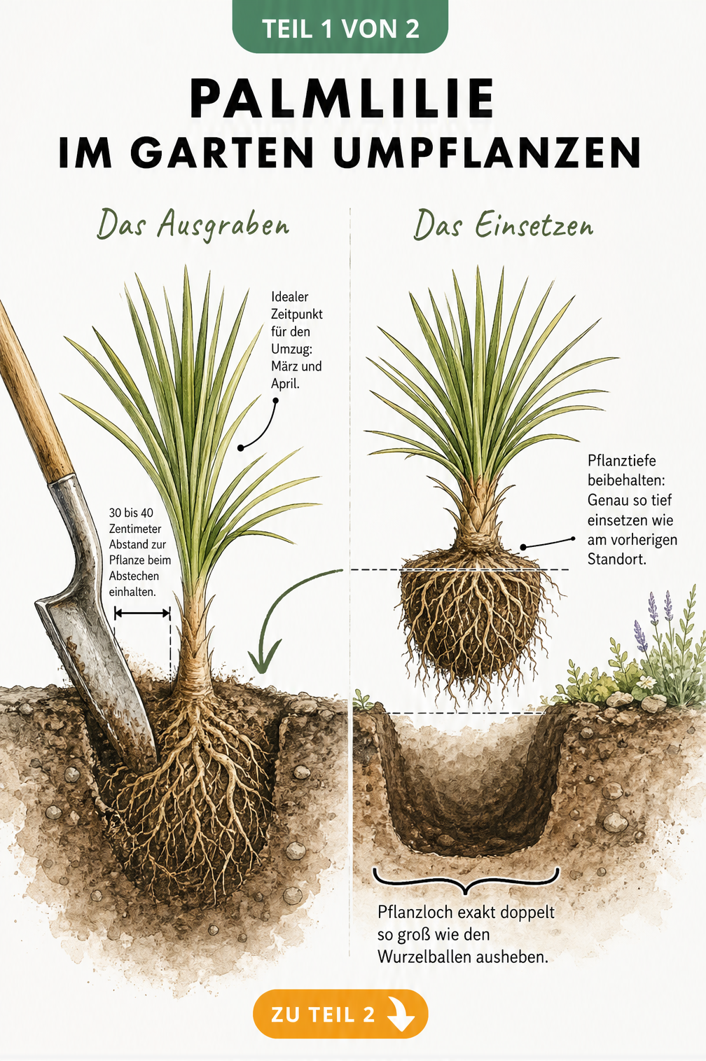 Botanische Illustration: Palmlilie im Garten ausgraben und am neuen Standort einsetzen