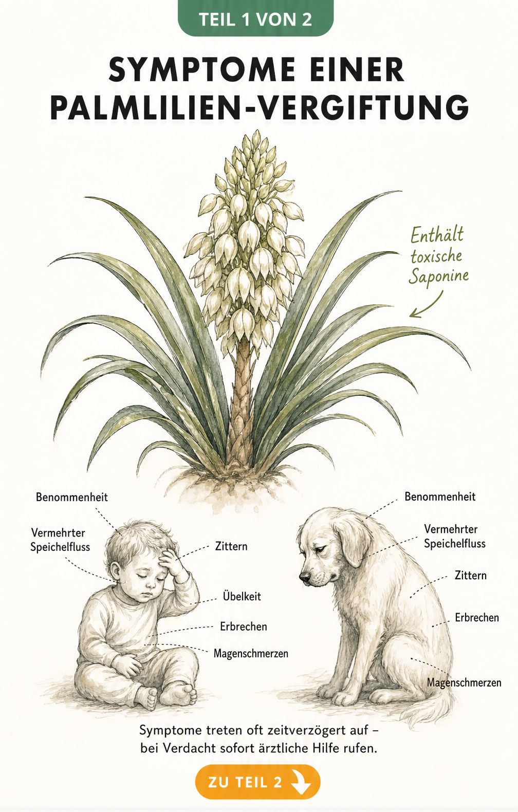 Botanische Zeichnung einer Palmlilie mit Hinweisen auf toxische Saponine und Symptome bei Kleinkindern und Hunden
