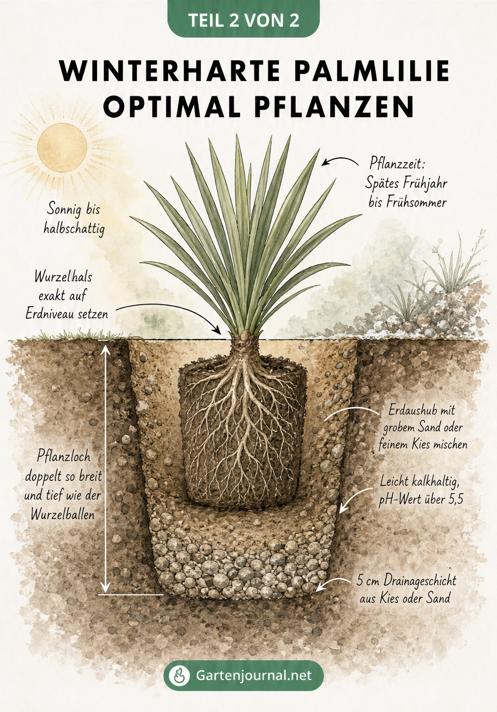 Botanischer Erdschnitt einer Palmlilie mit Pflanzloch, Drainageschicht und Wurzelhals auf Erdniveau