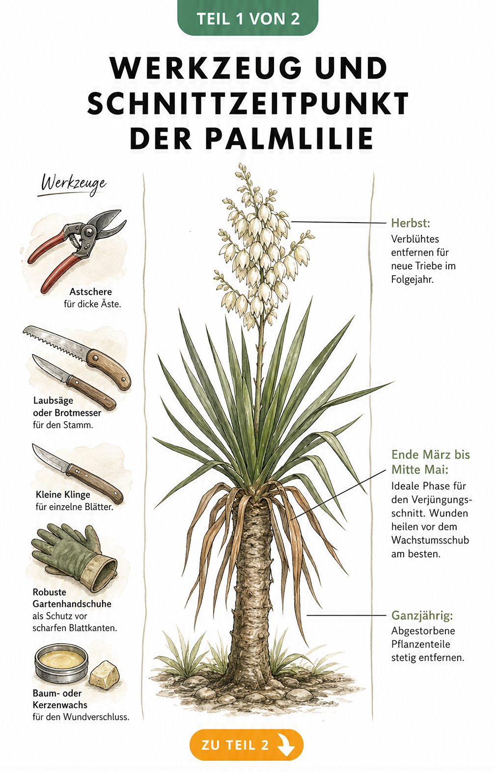 Illustration einer Palmlilie mit Werkzeugen für den Schnitt wie Astschere, Laubsäge und Gartenhandschuhen sowie Hinweisen zum Schnittzeitpunkt.