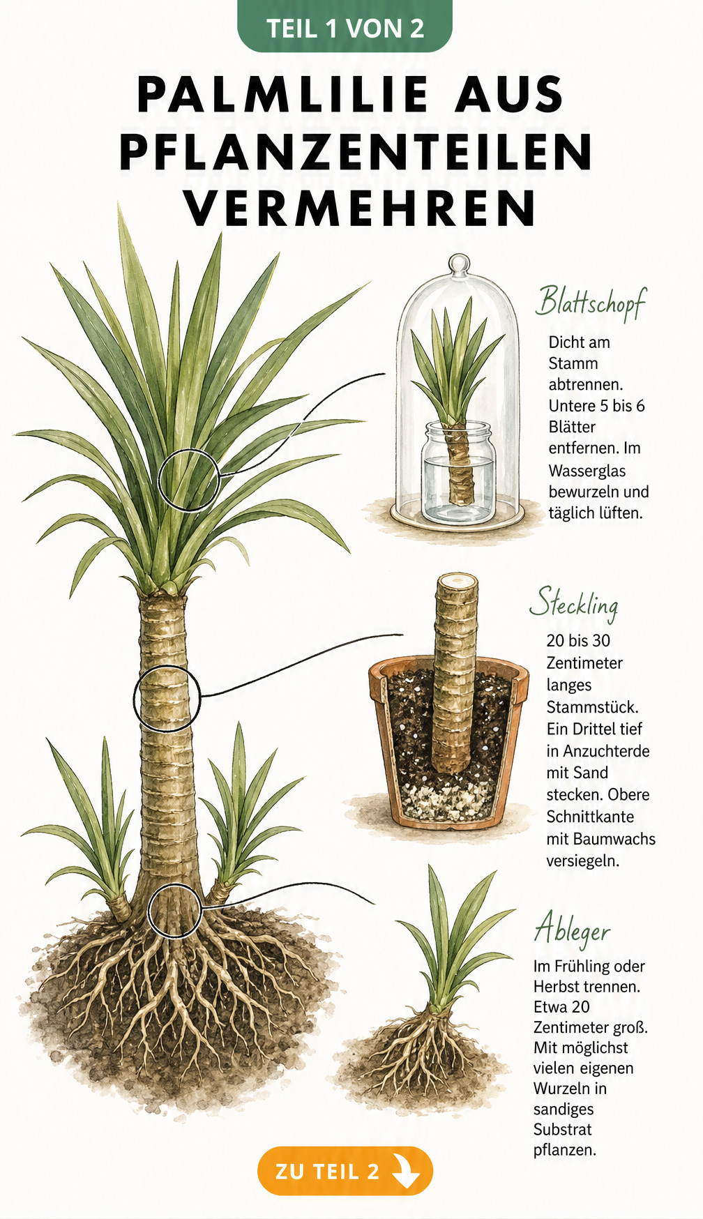 Illustration einer Palmlilie mit drei Vermehrungsmethoden: Blattschopf im Wasserglas, Stammsteckling im Topf und Ableger neben der Mutterpflanze