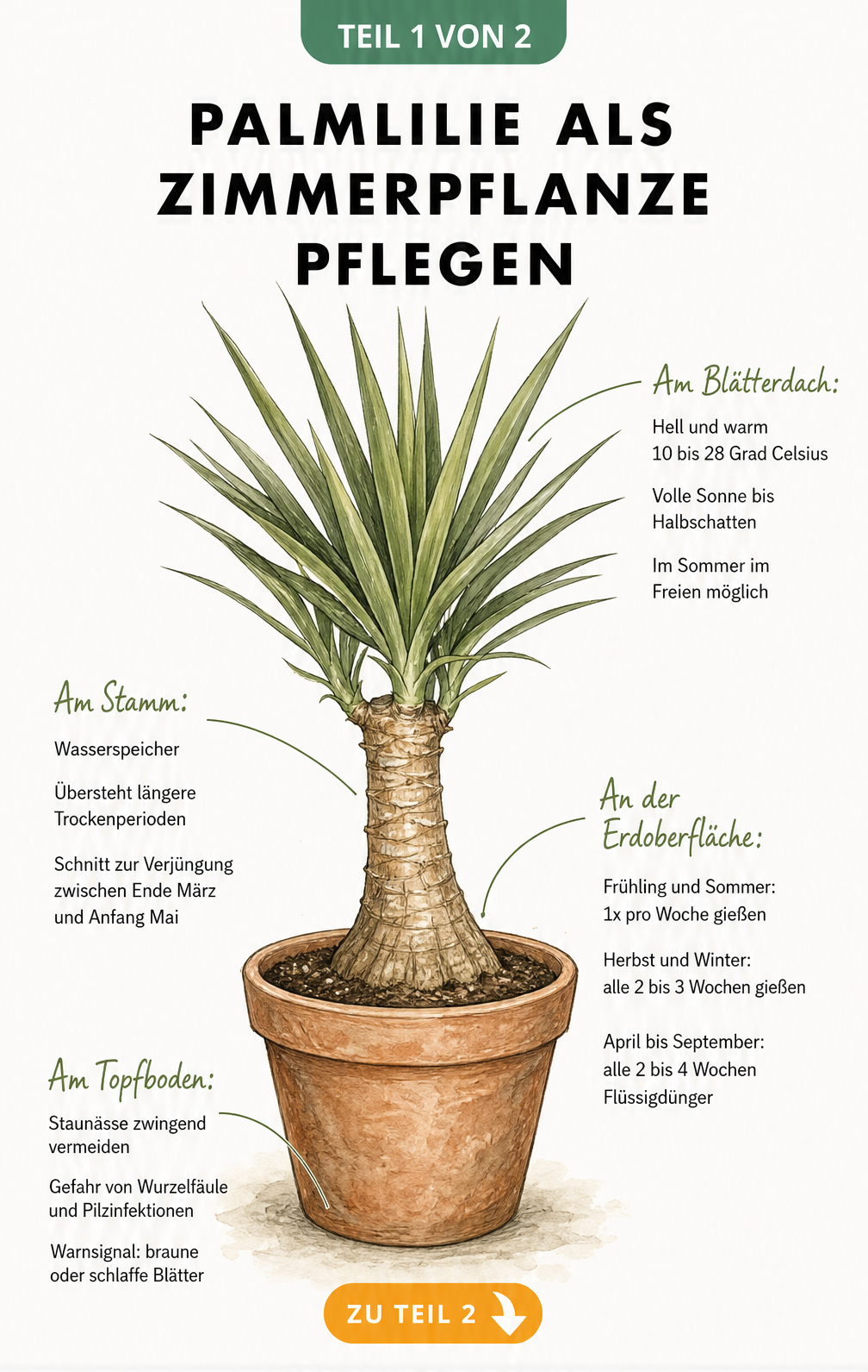 Botanische Illustration einer Palmlilie im Topf mit Pflegetipps zu Standort, Gießen und Düngen
