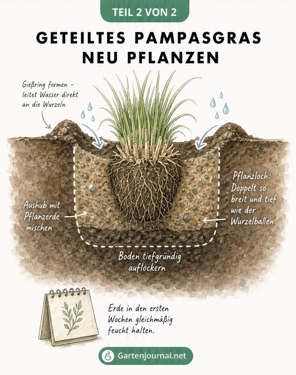 Querschnitt-Illustration zum Einpflanzen von Pampasgras mit Pflanzloch, Gießring und aufgelockerter Erde