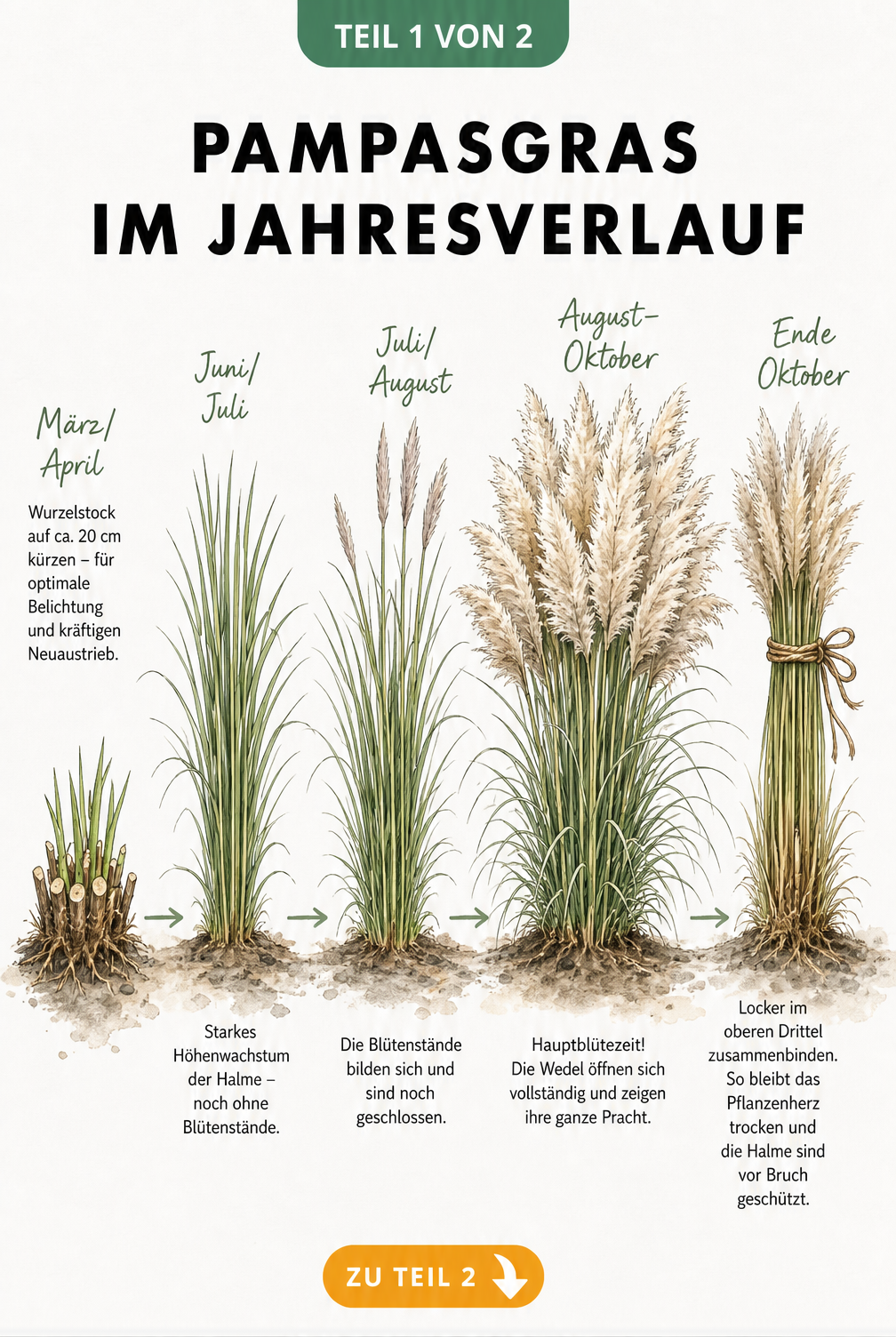 Botanische Illustration der Entwicklung von Pampasgras im Jahresverlauf vom Rückschnitt im Frühjahr bis zum Zusammenbinden im Herbst
