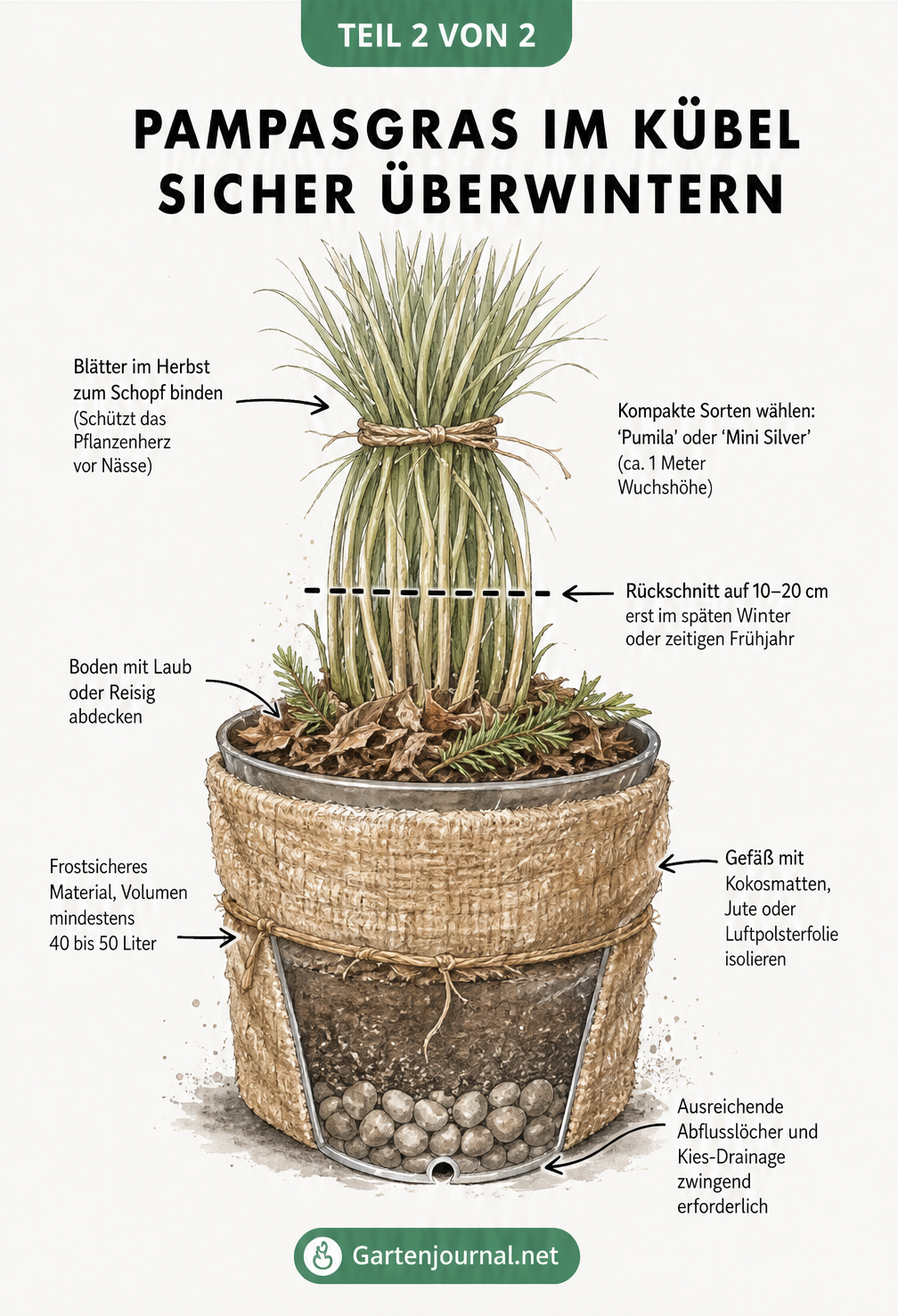 Illustration eines Pampasgrases im Kübel, dessen Blätter zum Schopf gebunden sind, mit isoliertem Topf und Drainageschicht zur Überwinterung.