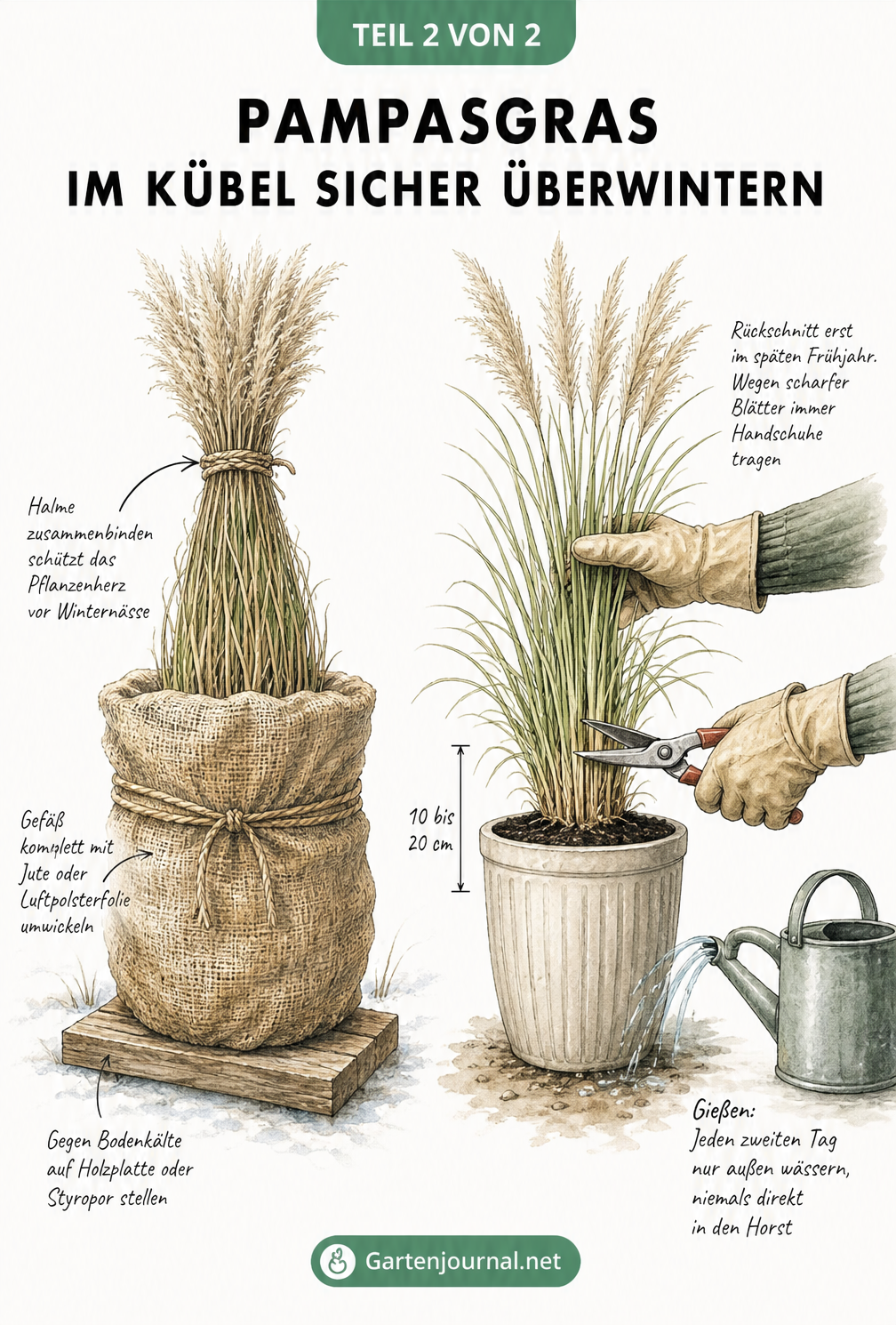 Illustration eines Pampasgrases im Winter mit zusammengebundenen Halmen und Juteschutz sowie im Frühjahr beim Rückschnitt.