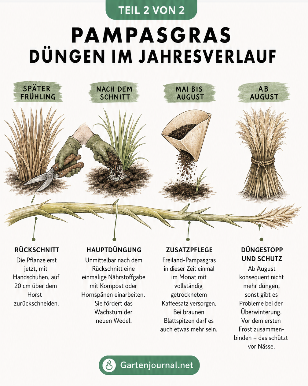 Zeitstrahl zur Pflege und Düngung von Pampasgras vom späten Frühling bis zum Spätsommer mit Rückschnitt, Hauptdüngung und Düngestopp.