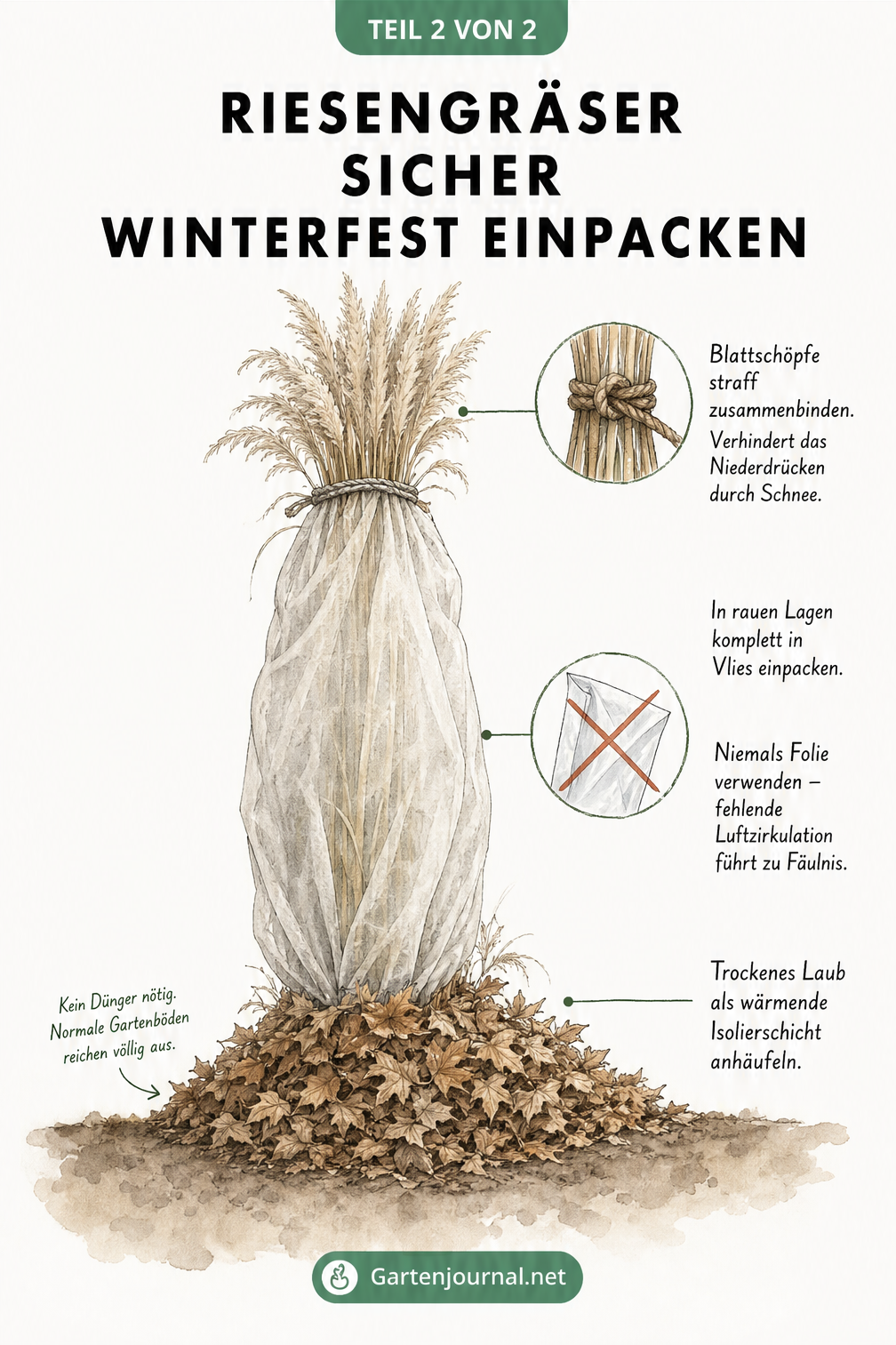 Schnittzeichnung eines Pampasgrases mit Winterschutz aus Vlies und Laub