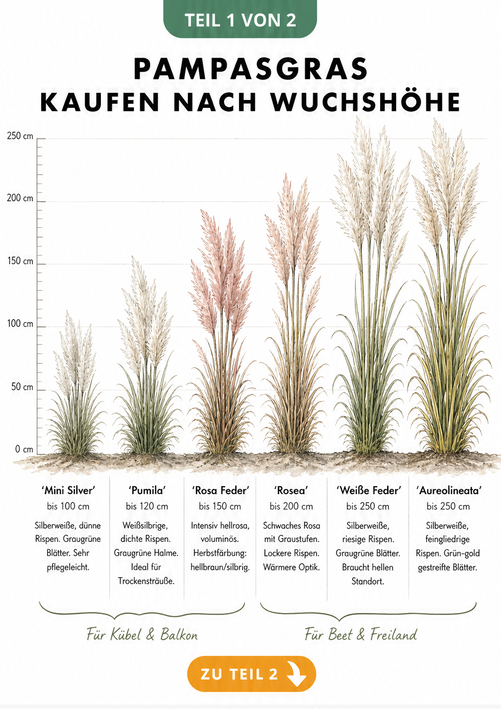 Illustration von sechs Pampasgras-Sorten mit Wuchshöhen von 100 bis 250 Zentimetern im Vergleich