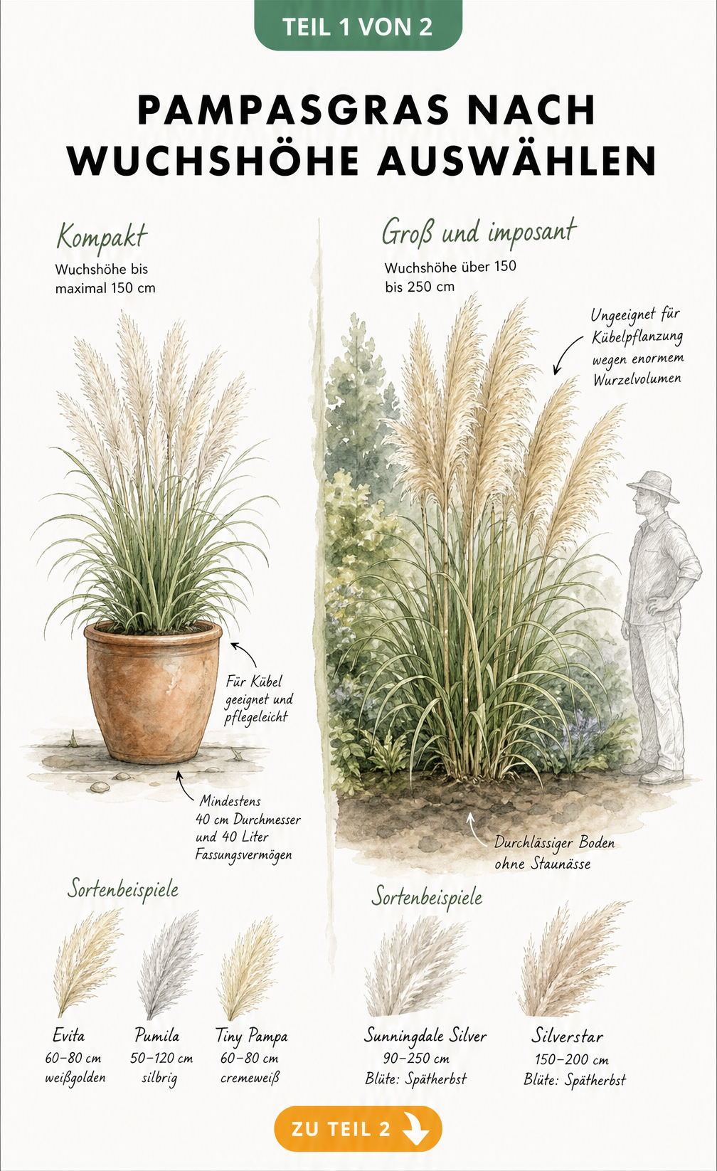 Botanische Illustration von Pampasgras im Kübel und im Gartenbeet mit Wuchshöhen und Sortenbeispielen