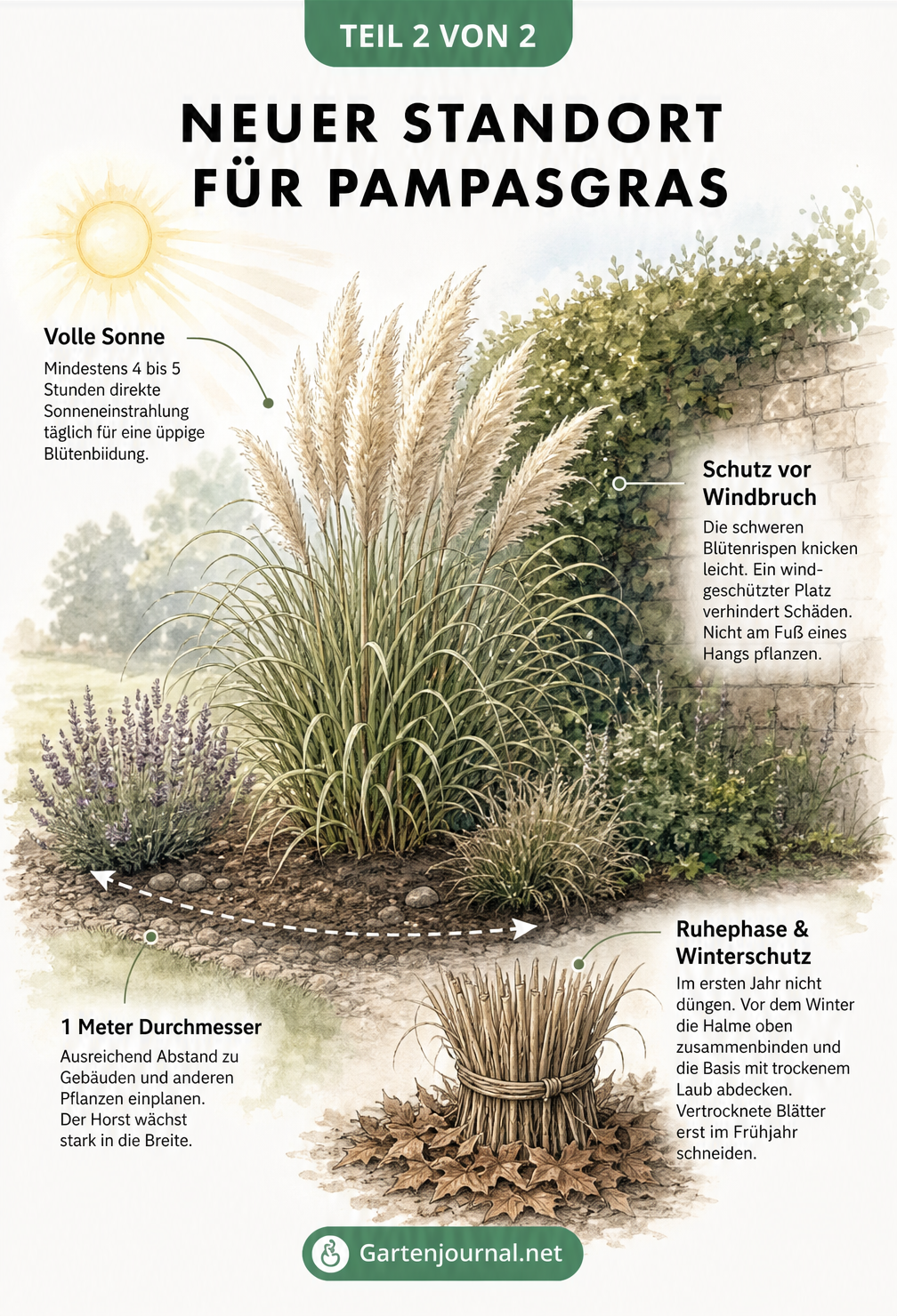 Illustration eines blühenden Pampasgrases im Garten mit Hinweisen zu Licht, Windschutz und Platzbedarf