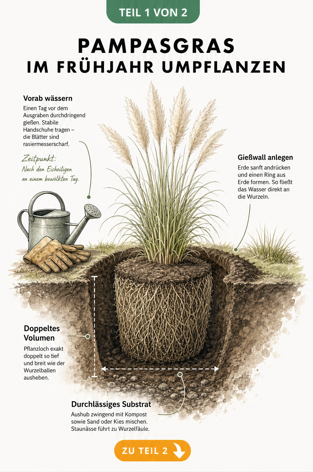 Botanische Schnittdarstellung des Wurzelballens von Pampasgras im Boden mit Vorbereitungsmaßnahmen zum Umpflanzen