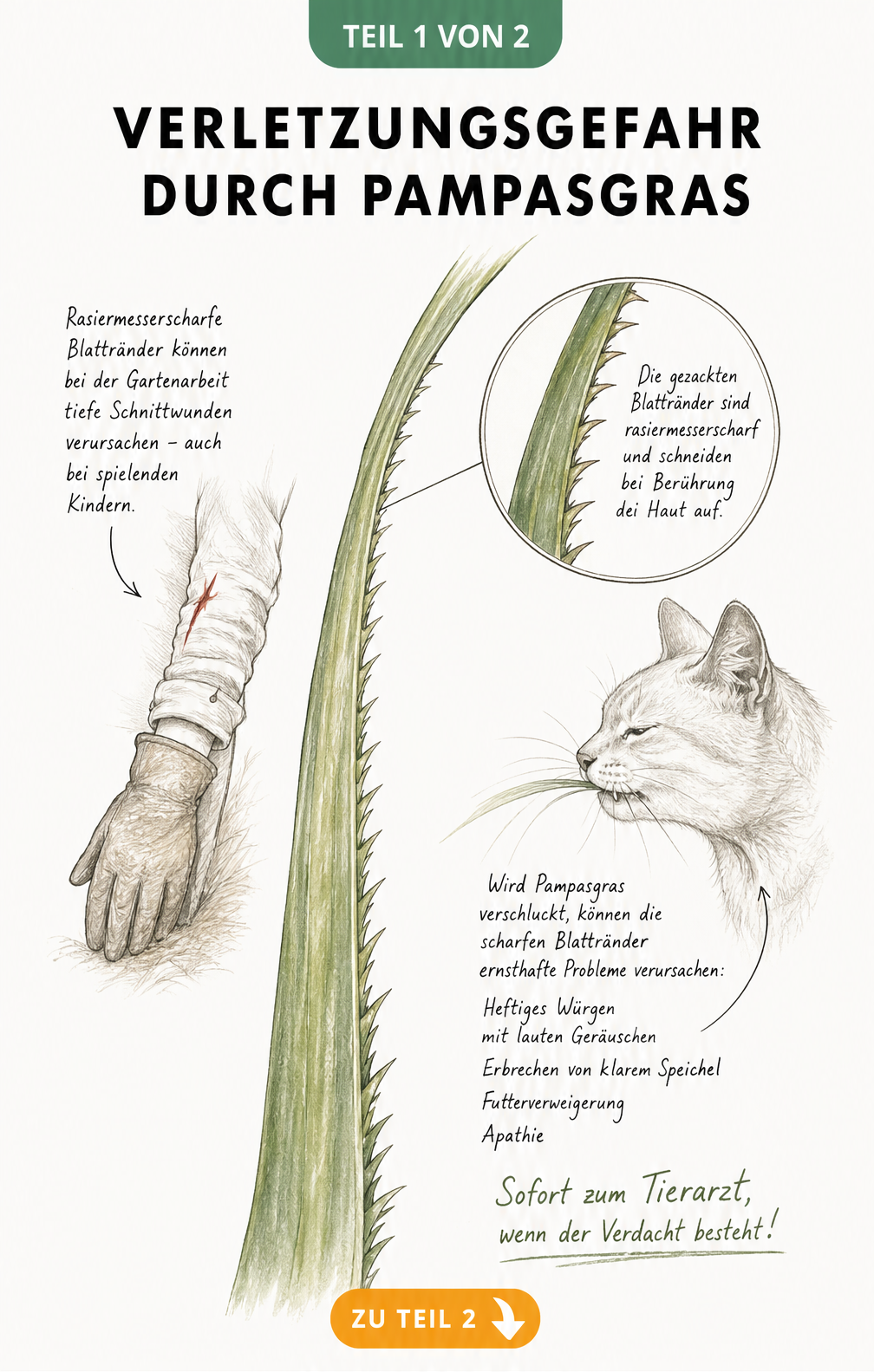 Botanische Illustration eines Pampasgras-Blattes mit Lupen-Effekt auf die scharfen Kanten, daneben ein Arm mit Schnittwunden und eine Katze mit Warnsignalen...