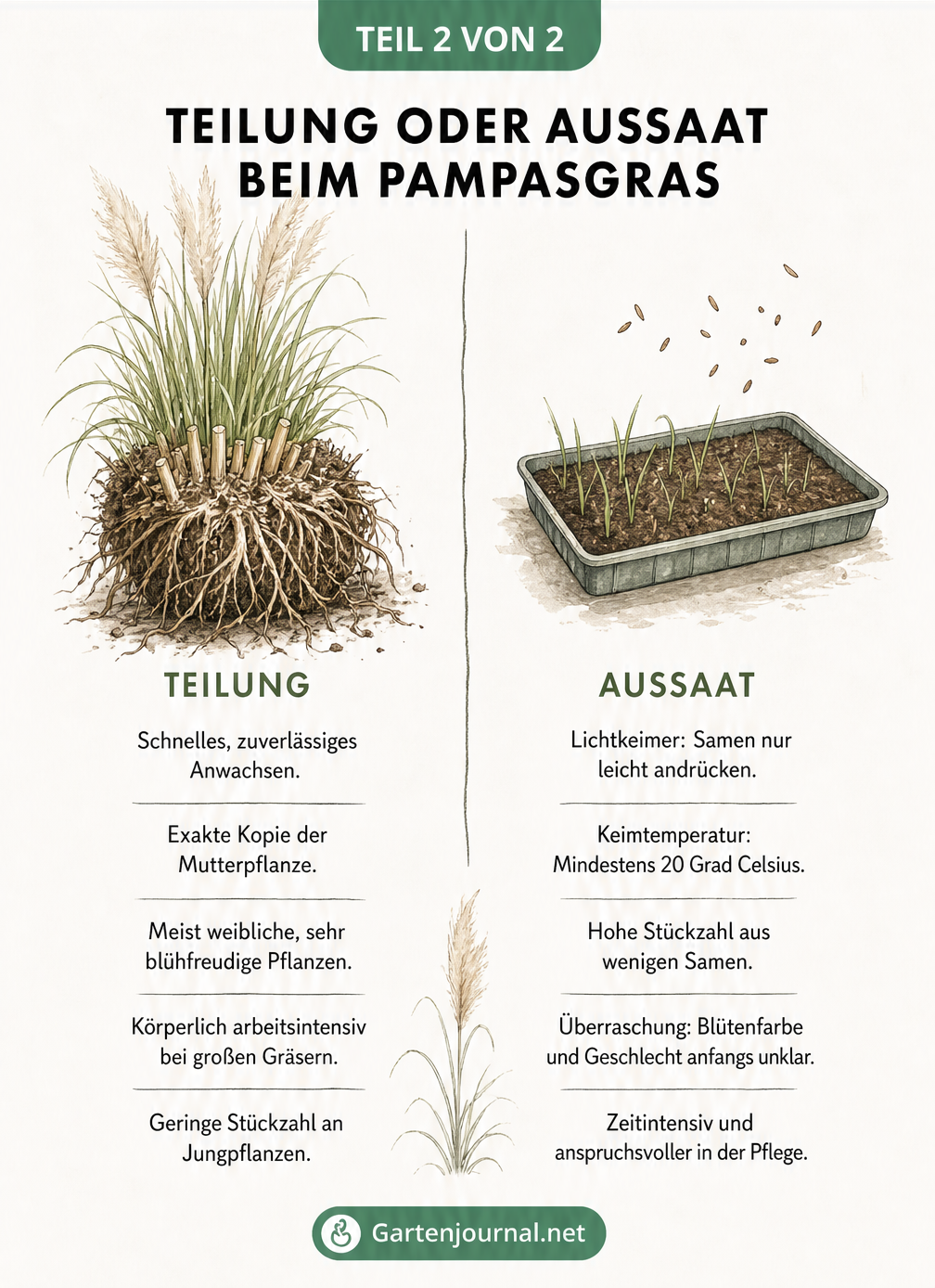 Gegenüberstellung der Vermehrungsmethoden Teilung und Aussaat beim Pampasgras