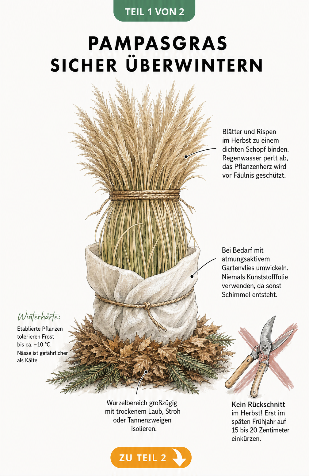 Botanische Illustration eines Pampasgrases, das für den Winter zusammengebunden und mit Laub isoliert ist.