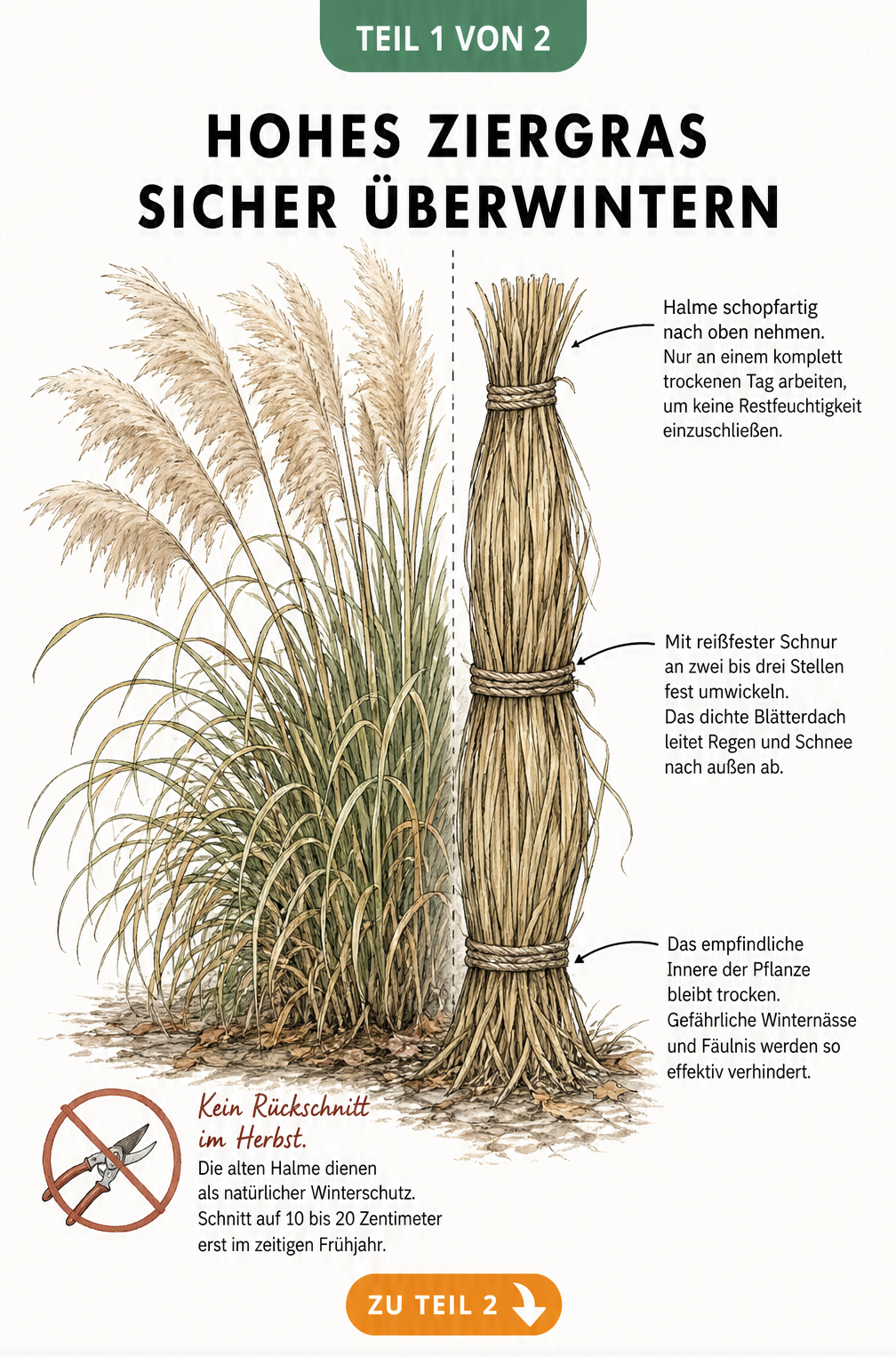 Botanische Illustration eines Pampasgrases, das für den Winter zusammengebunden wird, mit Hinweisen zum Schutz vor Nässe.