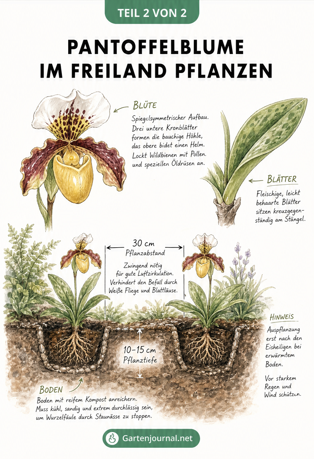 Skizze einer Pantoffelblume und eines Gartenbeets mit Maßangaben zu Pflanzabstand und Pflanztiefe