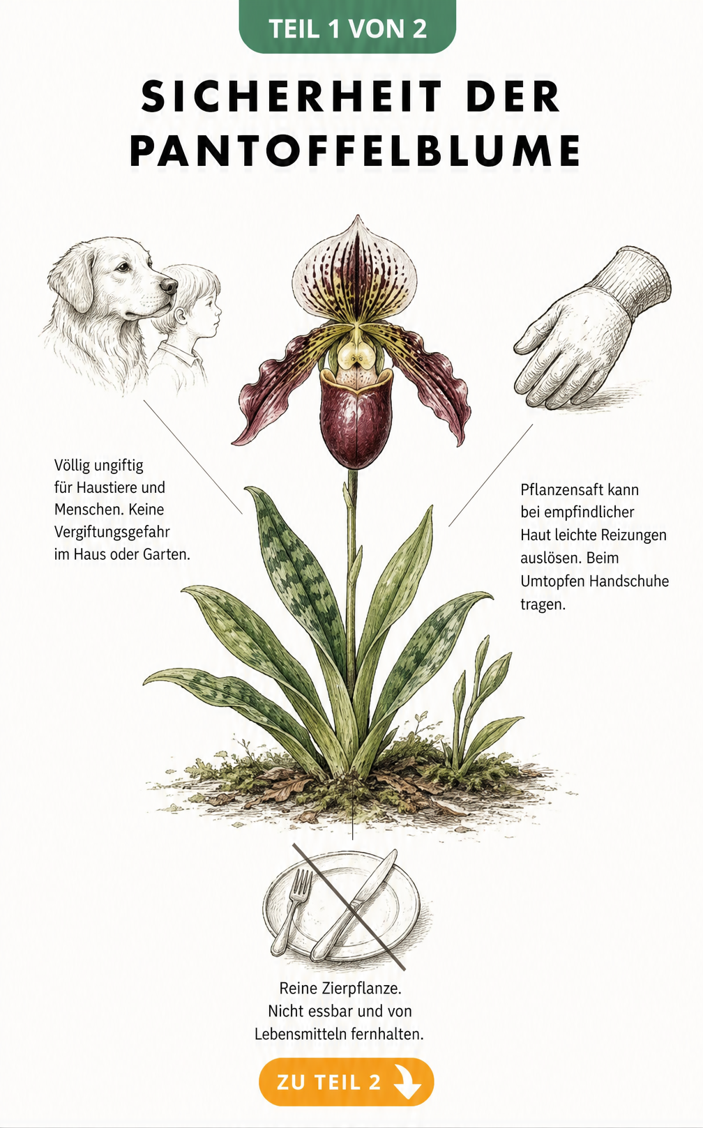 Botanische Illustration der Pantoffelblume mit Hinweisen zur Ungiftigkeit für Hunde und Kinder sowie Tipps zum Hautschutz