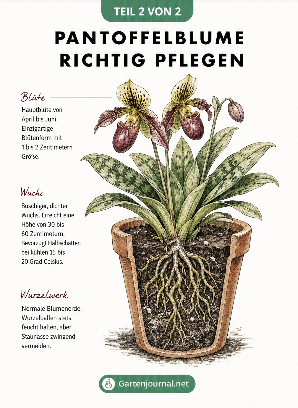 Querschnitt einer Pantoffelblume im Terrakotta-Topf mit Tipps zu Blütezeit, Wuchshöhe und richtigem Gießen