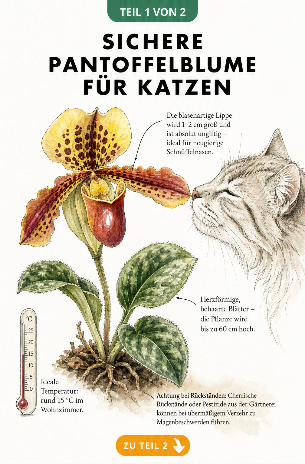 Botanische Illustration einer Pantoffelblume mit einer schnuppernden Katze, die zeigt, dass die Pflanze ungiftig ist.