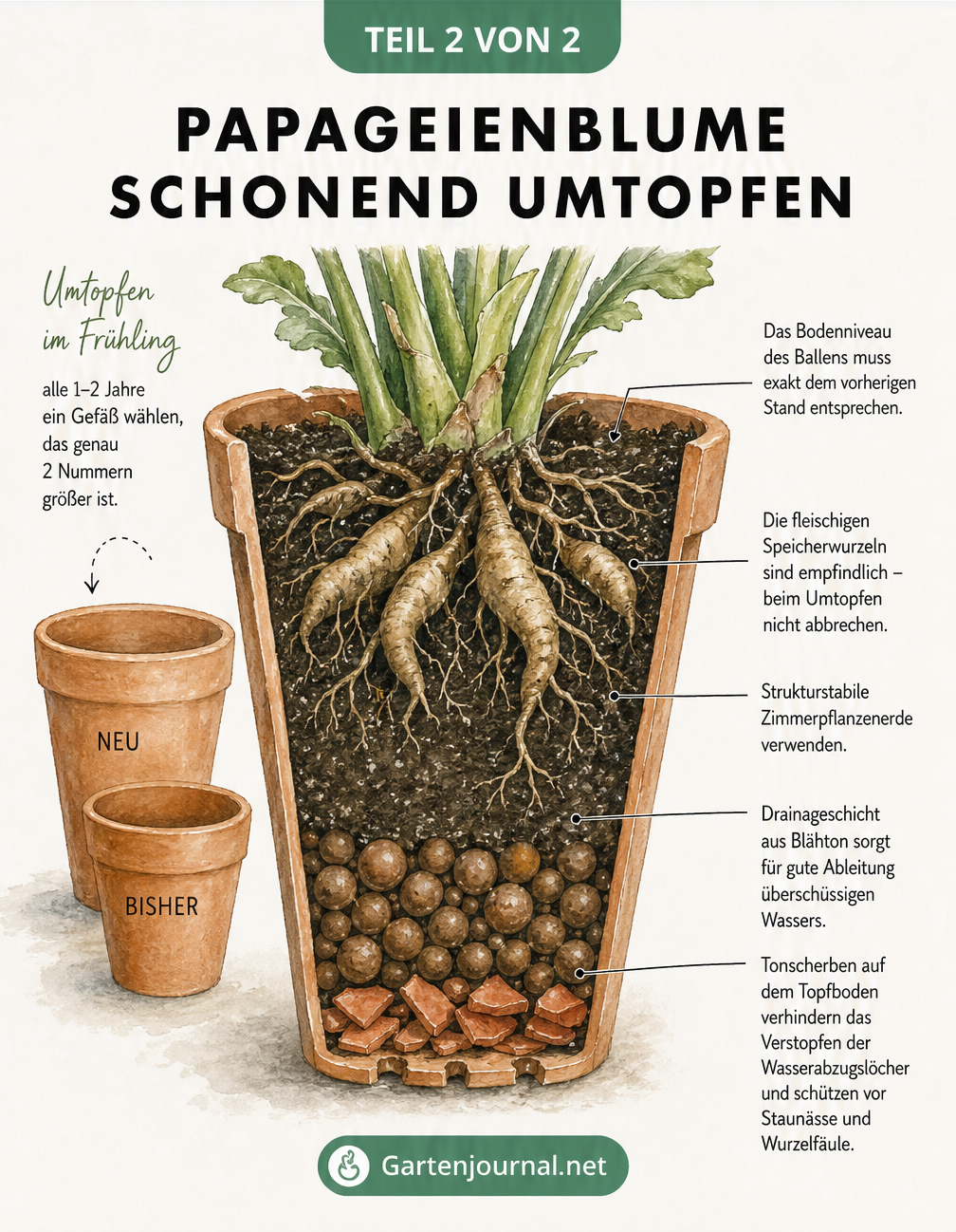 Querschnittszeichnung eines Pflanztopfes mit Papageienblume und Drainageschicht