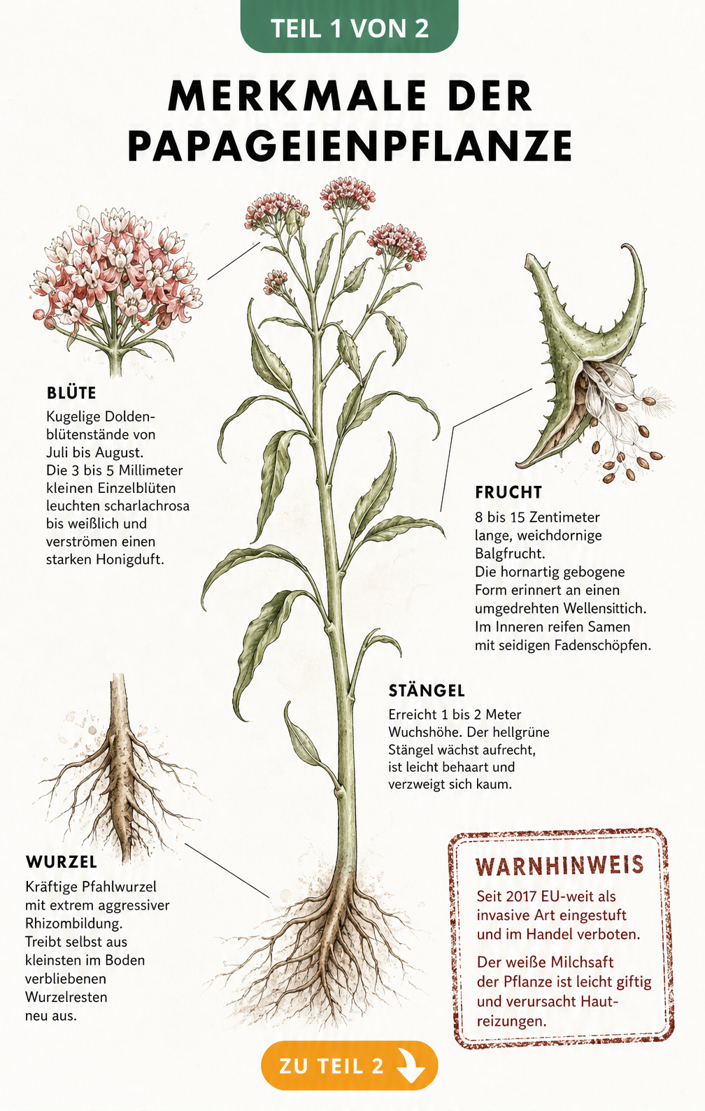Botanische Illustration der Papageienpflanze mit Details zu Blüte, Frucht und Wurzel sowie Warnhinweis zur Invasivität
