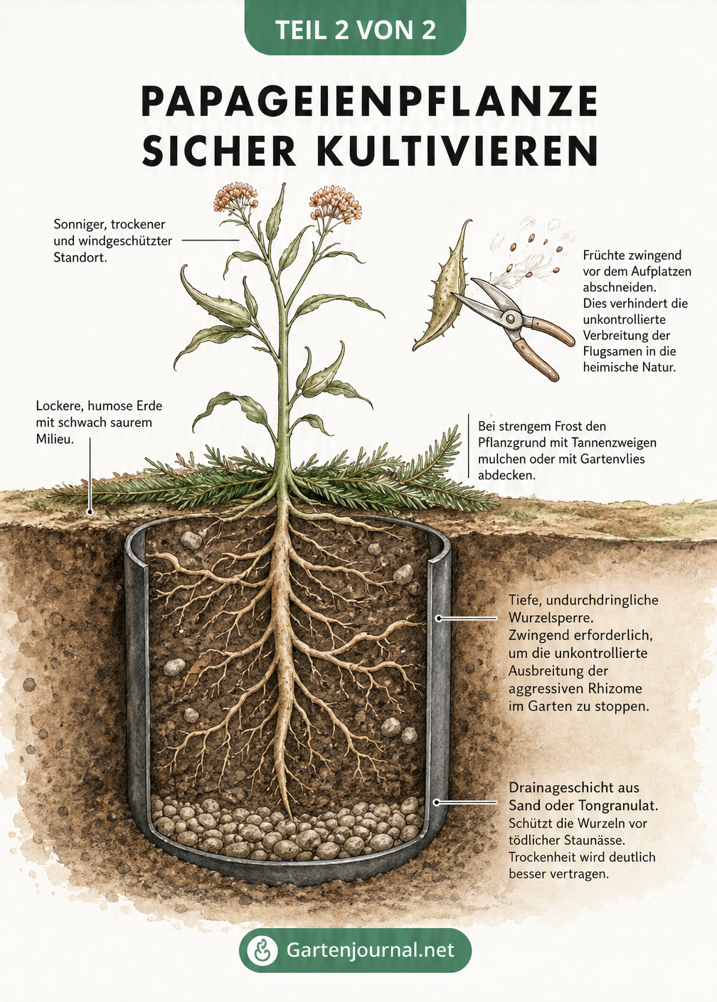 Querschnitt-Zeichnung eines Gartenbeets mit Papageienpflanze, die Sicherheitsmaßnahmen wie Wurzelsperre und Fruchtrückschnitt zeigt