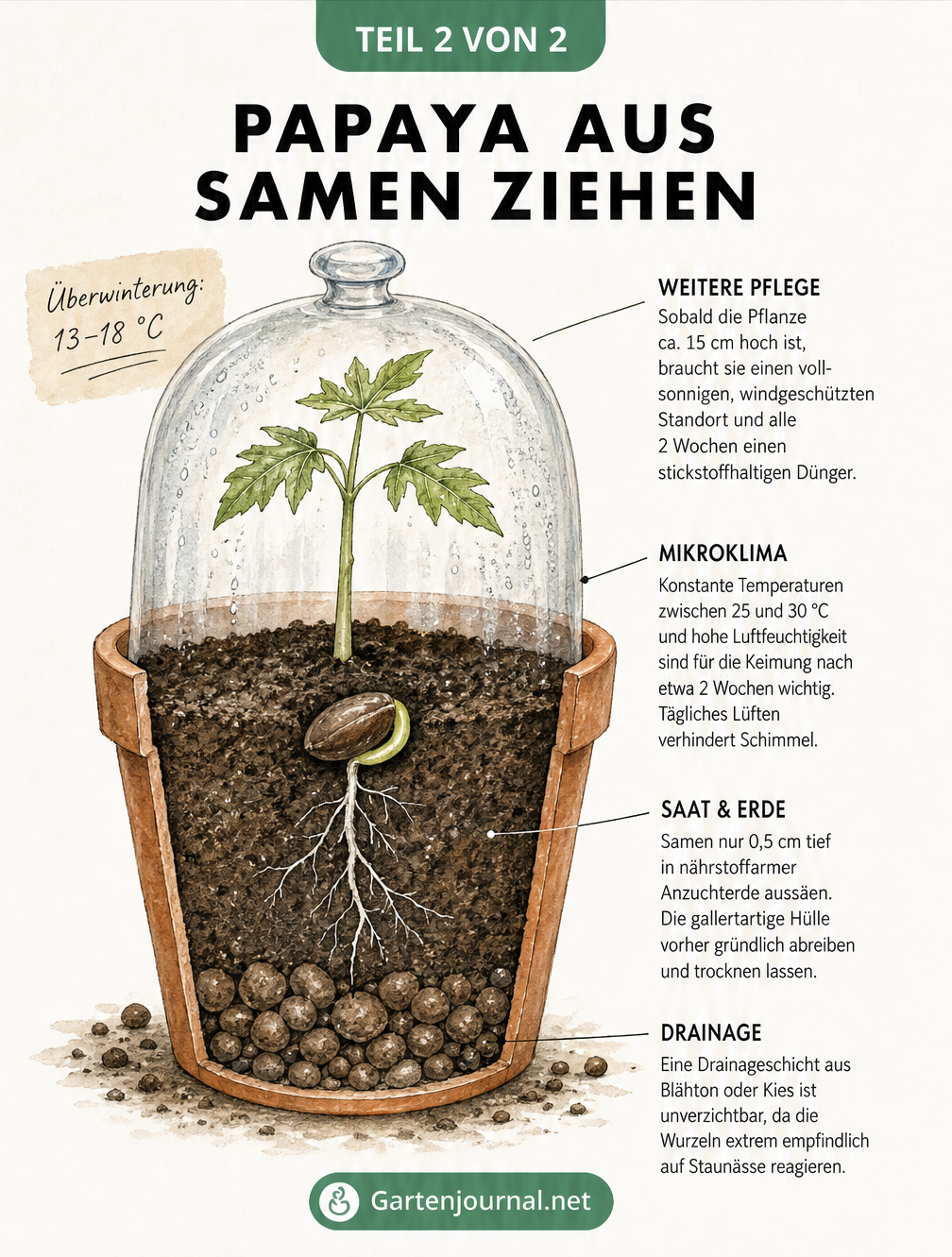 Illustration eines Pflanztopfs im Querschnitt, die den Weg vom Papaya-Samen zur Jungpflanze zeigt