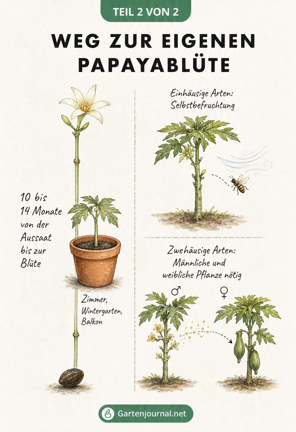Infografik zur Entwicklung der Papaya vom Samen zur Blüte und zur Bestäubung einhäusiger und zweihäusiger Arten